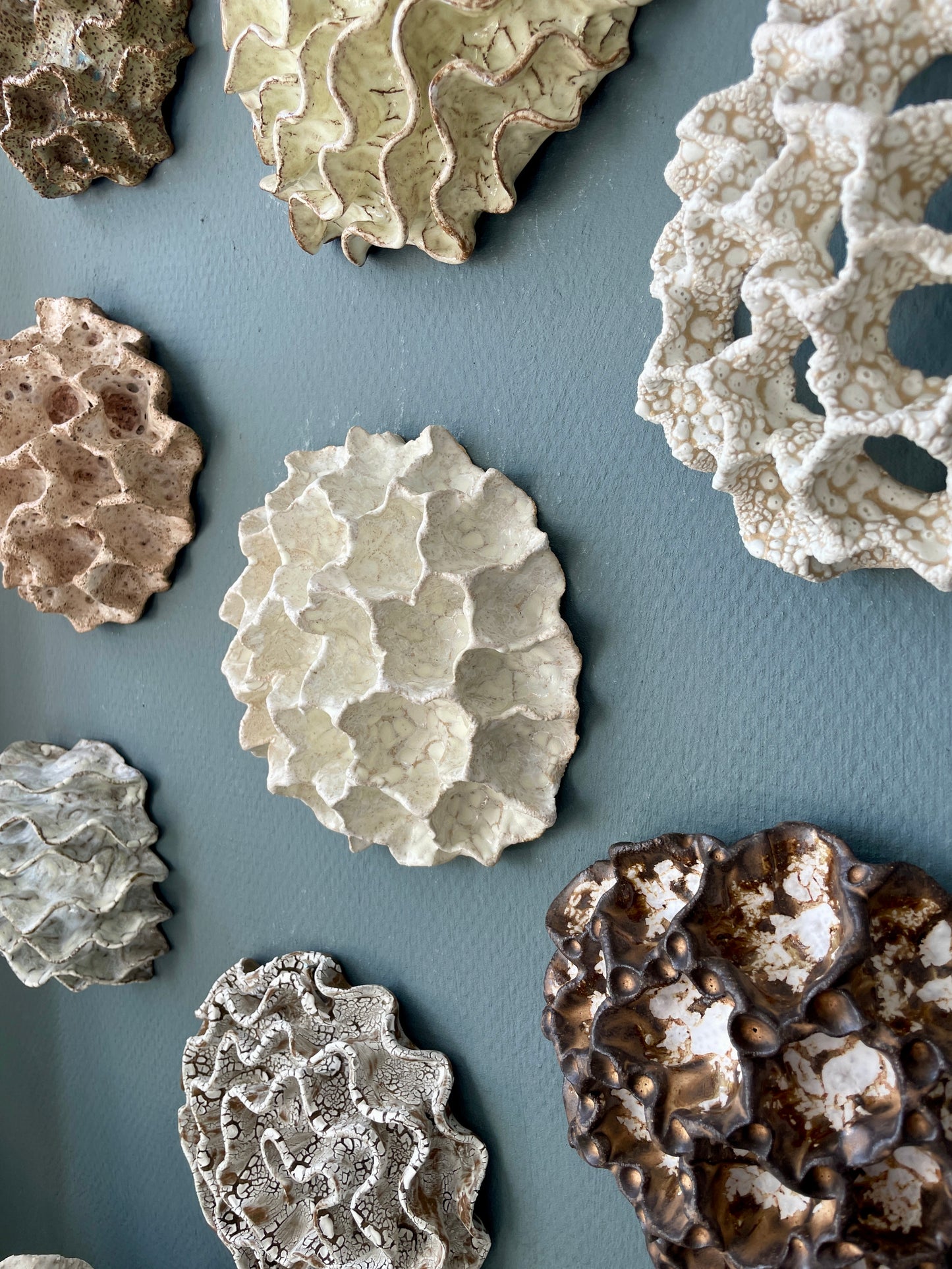 Wall coral 04473