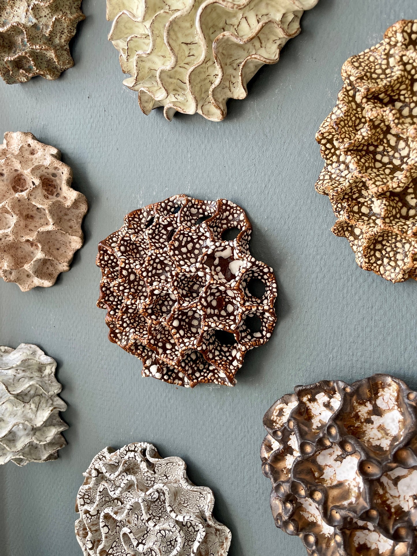 Wall coral 04479