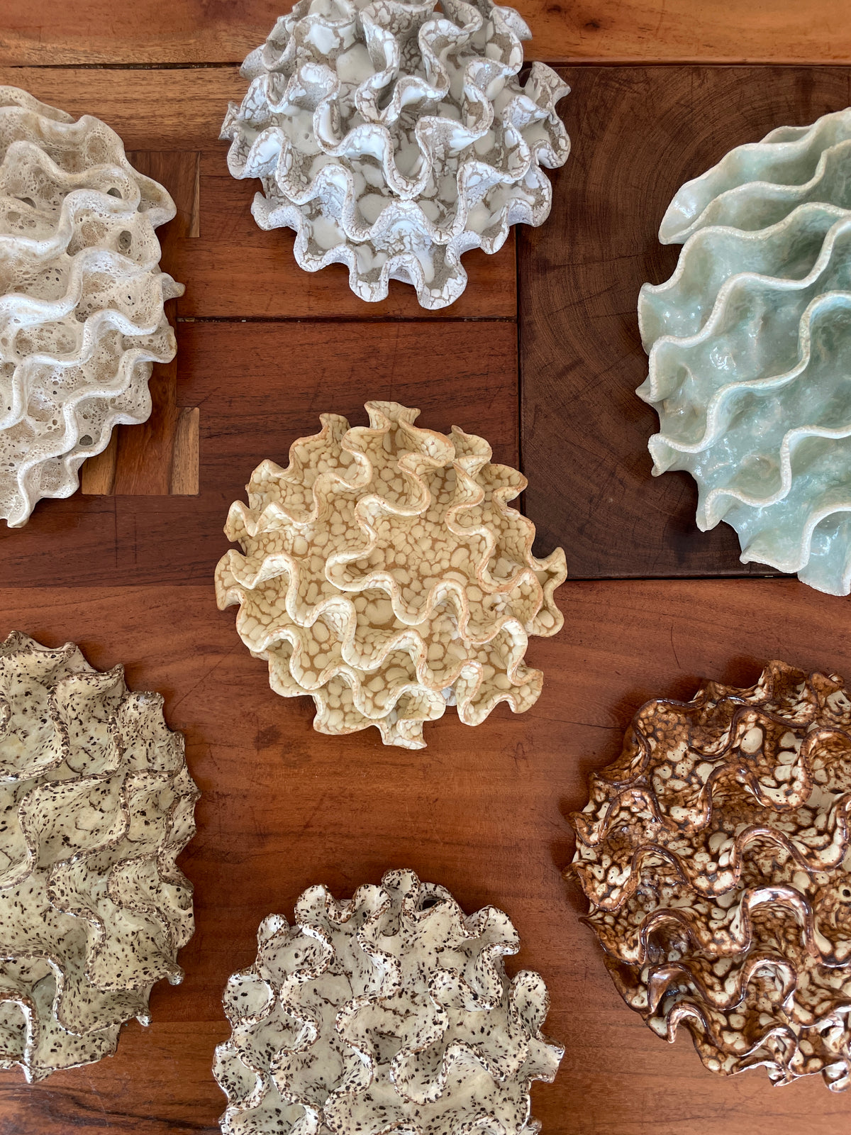 Wall coral 04494