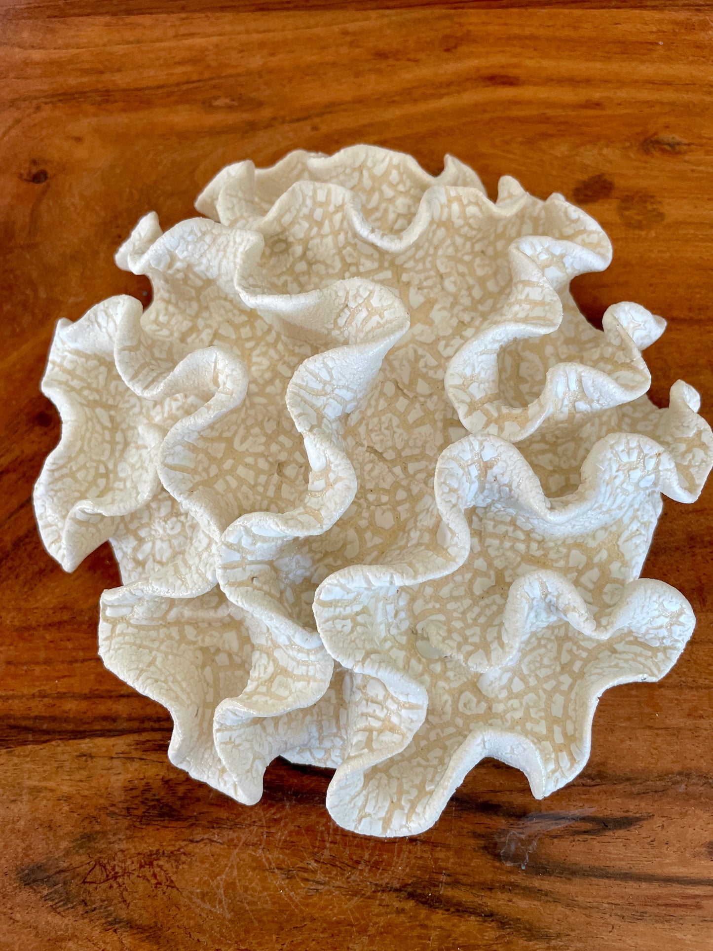 Wall coral 04446