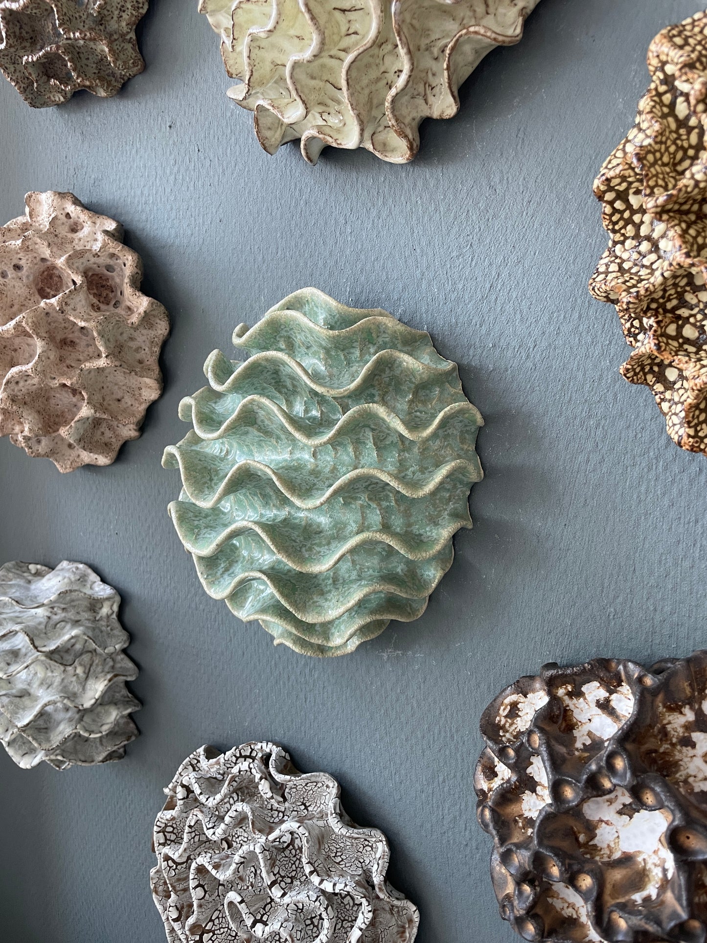Wall coral 04478