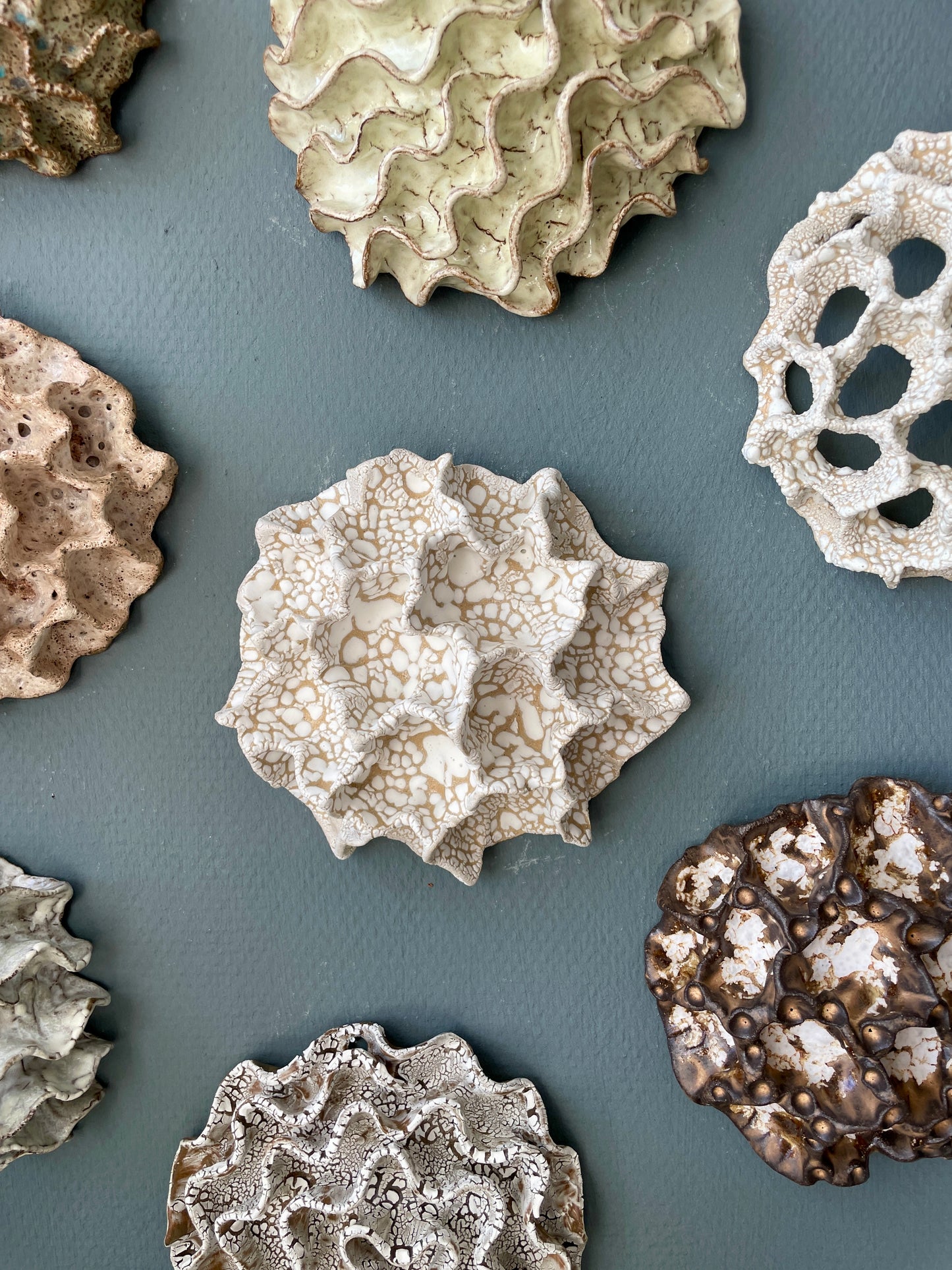 Wall coral 04472