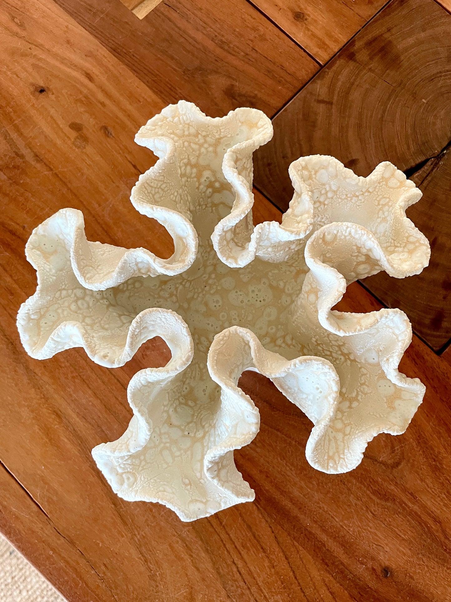 Soft coral 0202
