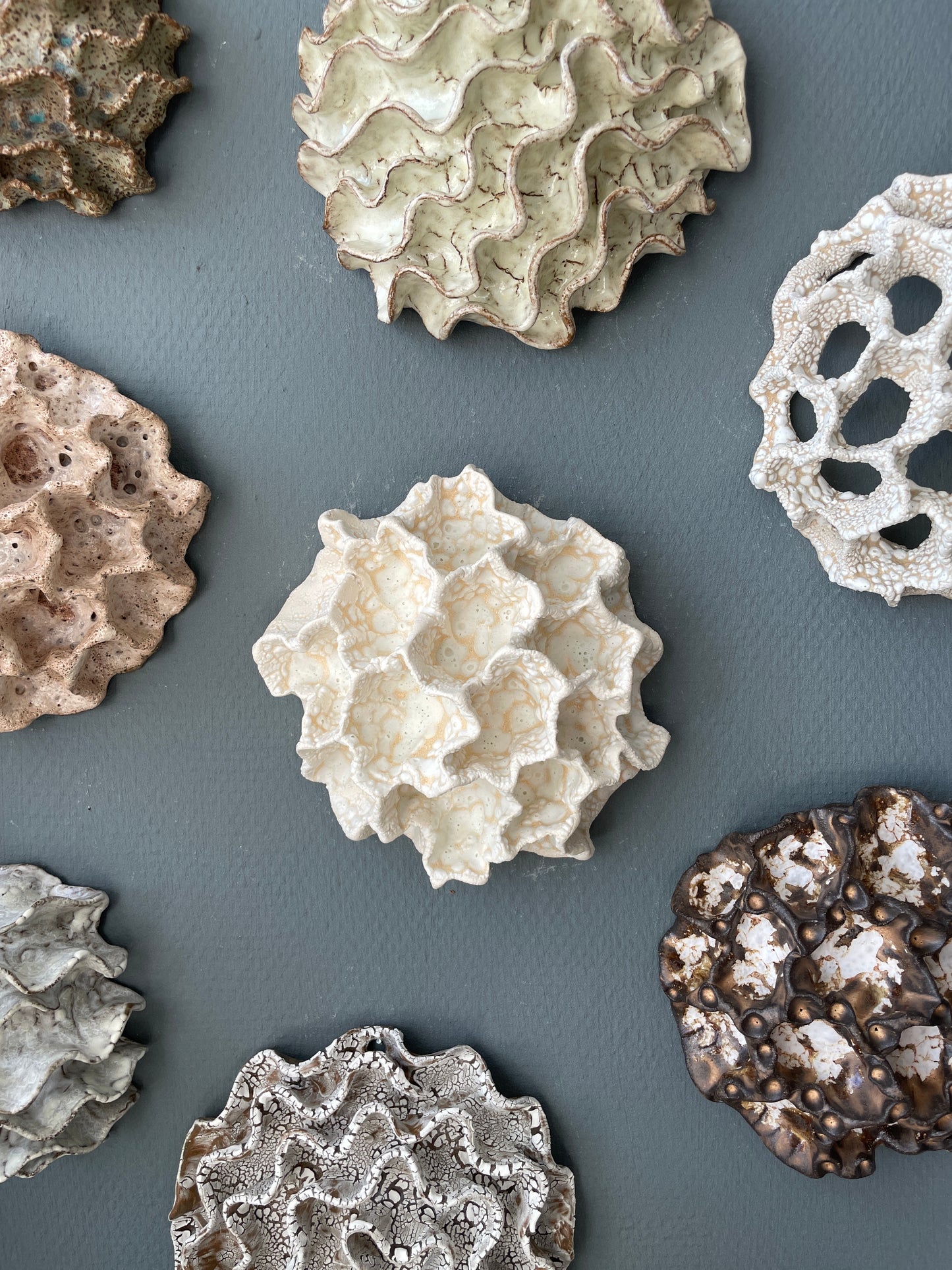 Wall coral 04468