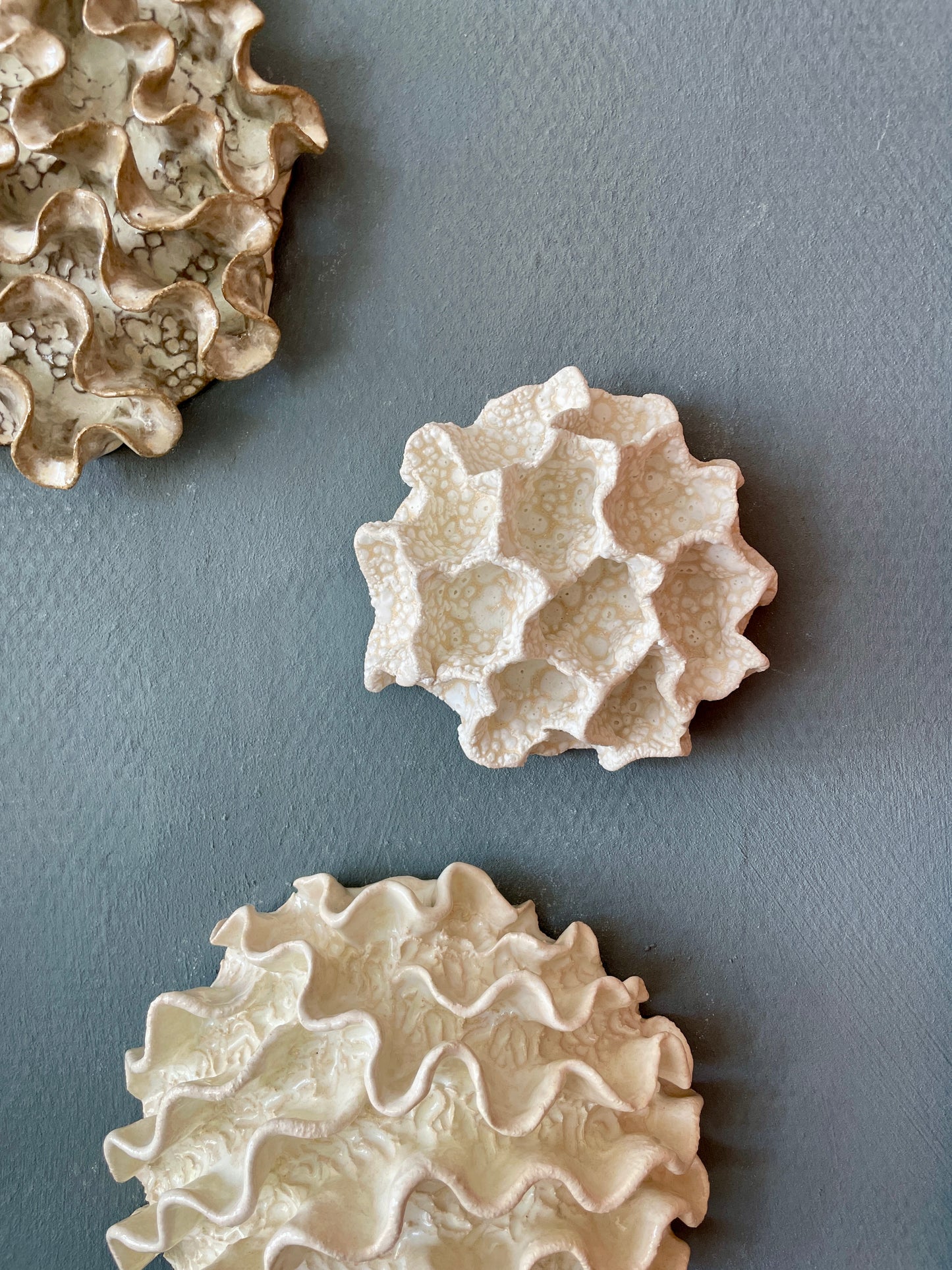 Wall coral 04470