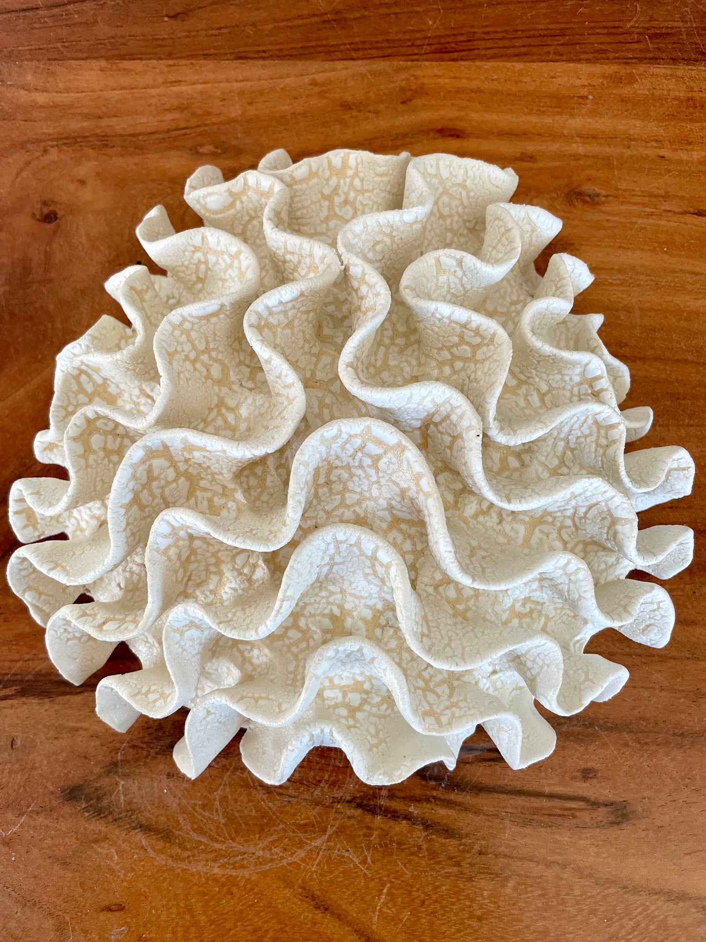 Wall coral 04443