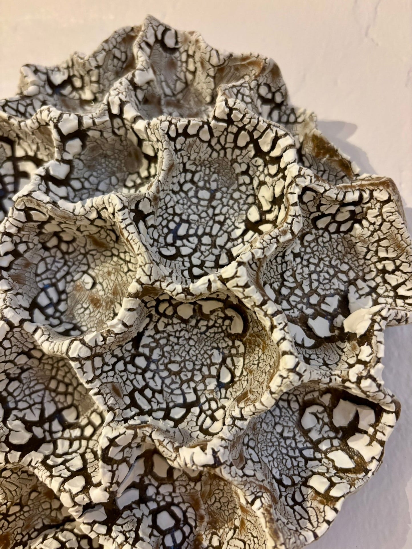 Wall coral no 04271