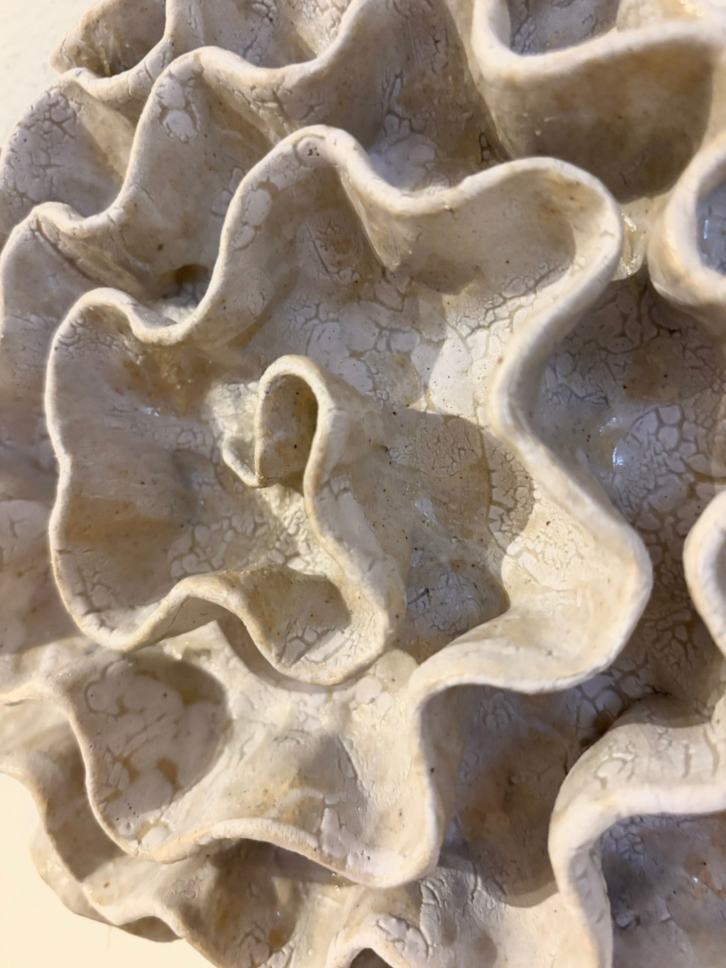 Wall coral no 04268