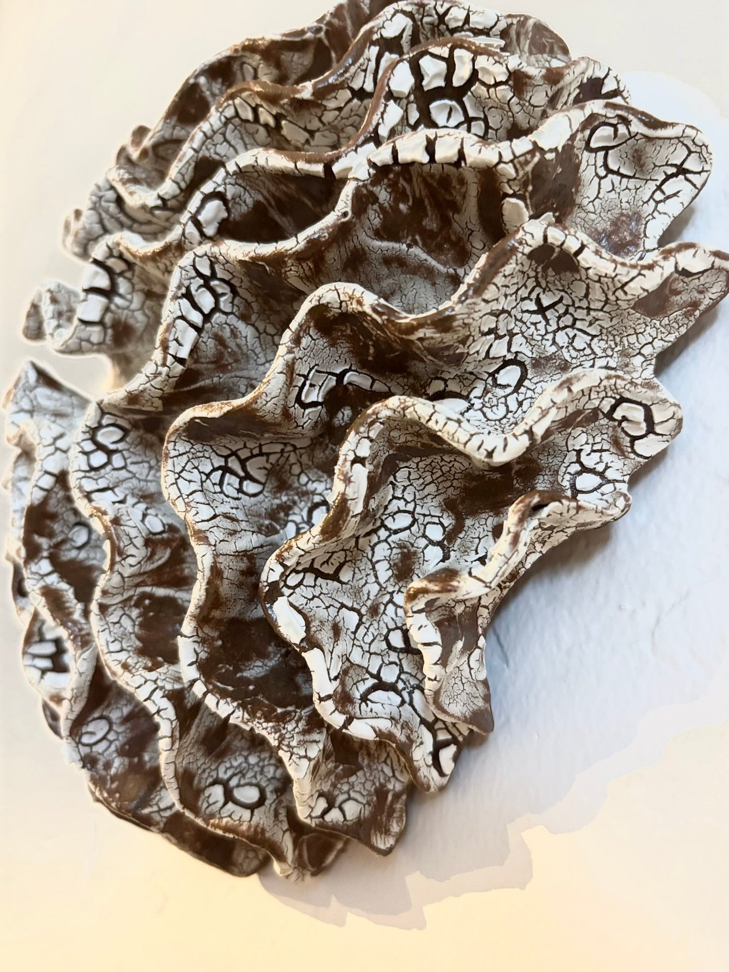 Wall coral no 04270