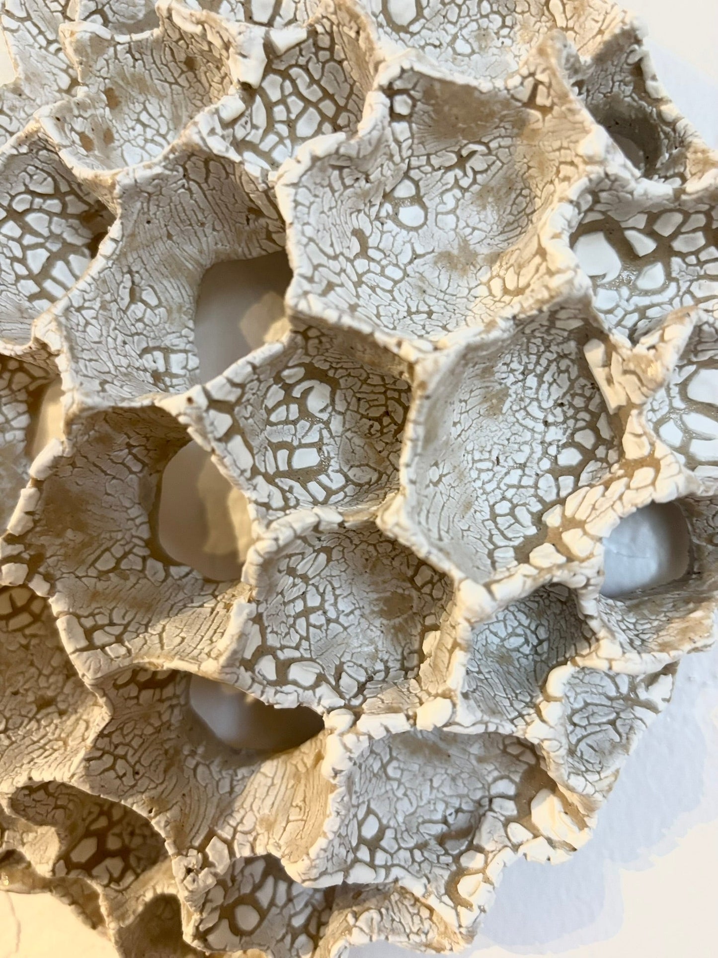Wall coral no 04281