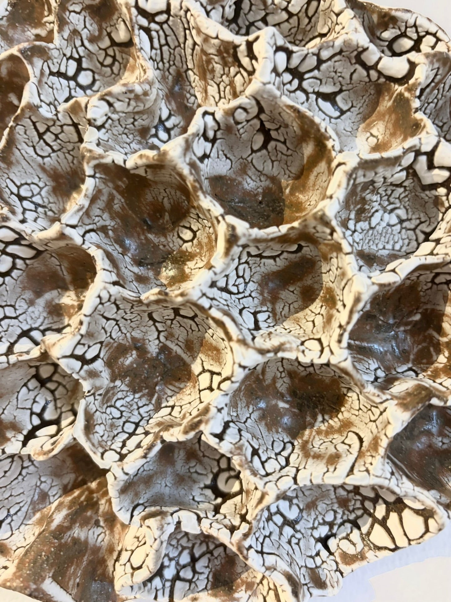 Væg koral nr. 04298