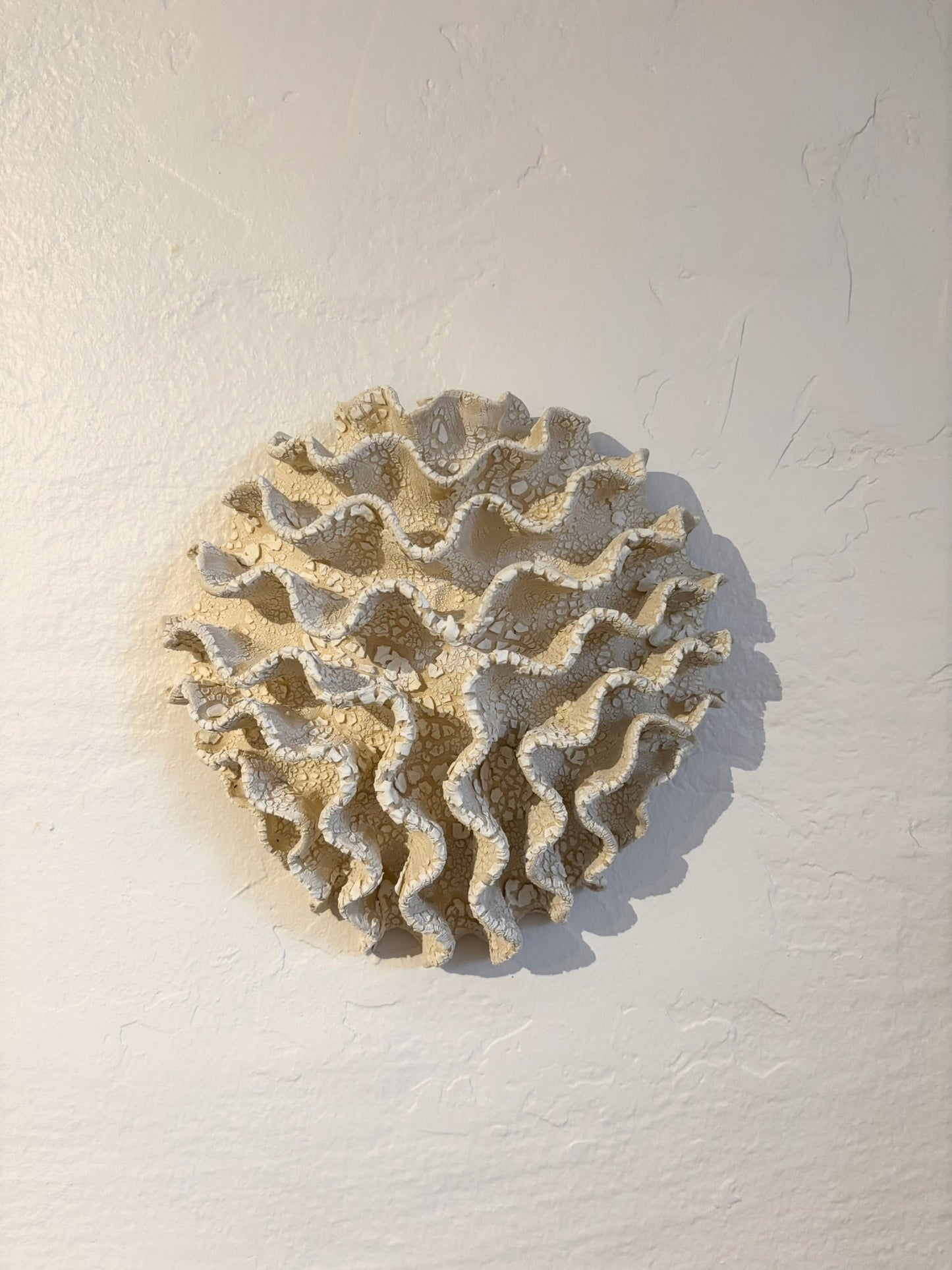Wall coral no 04282