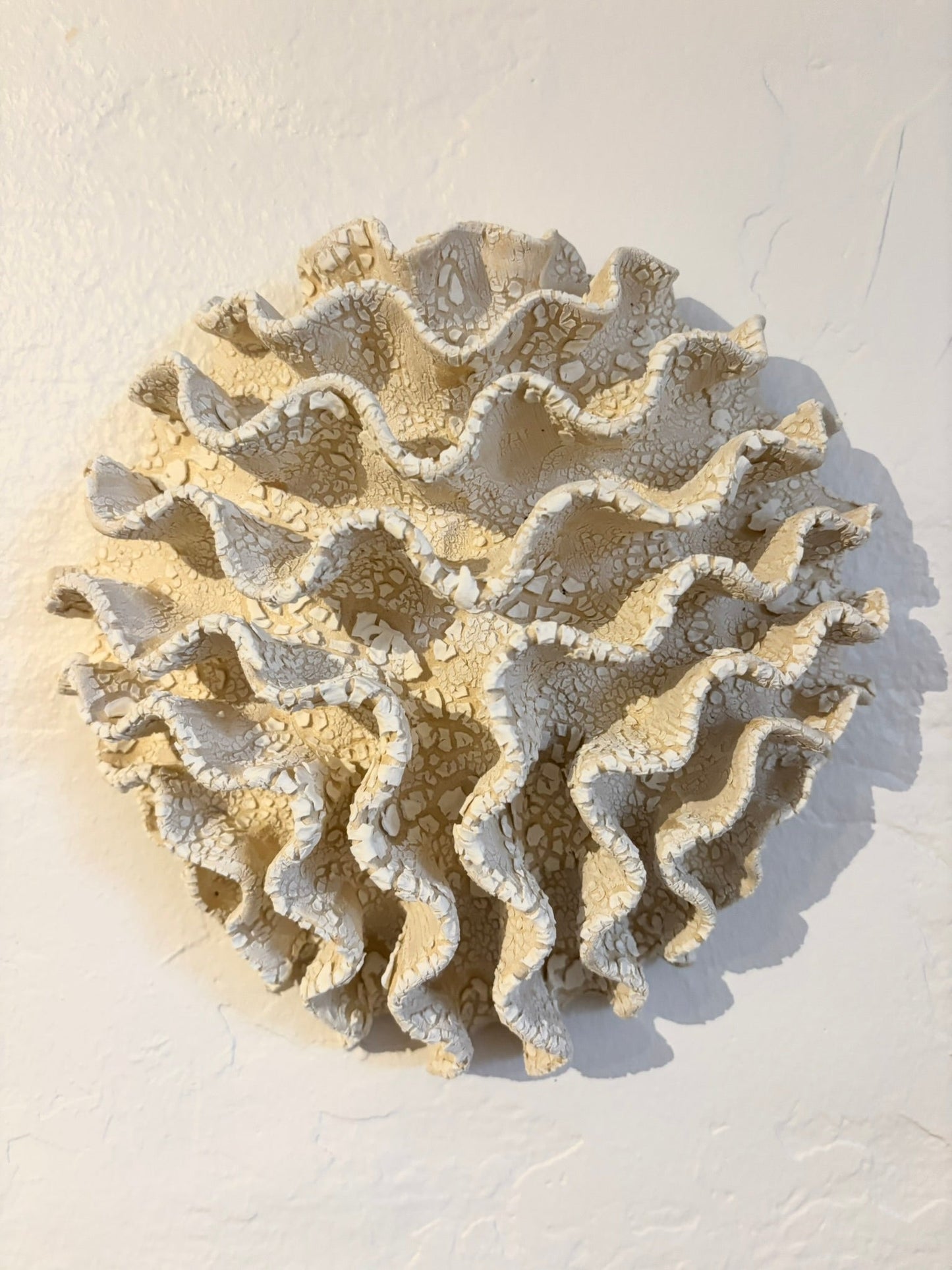 Wall coral no 04282