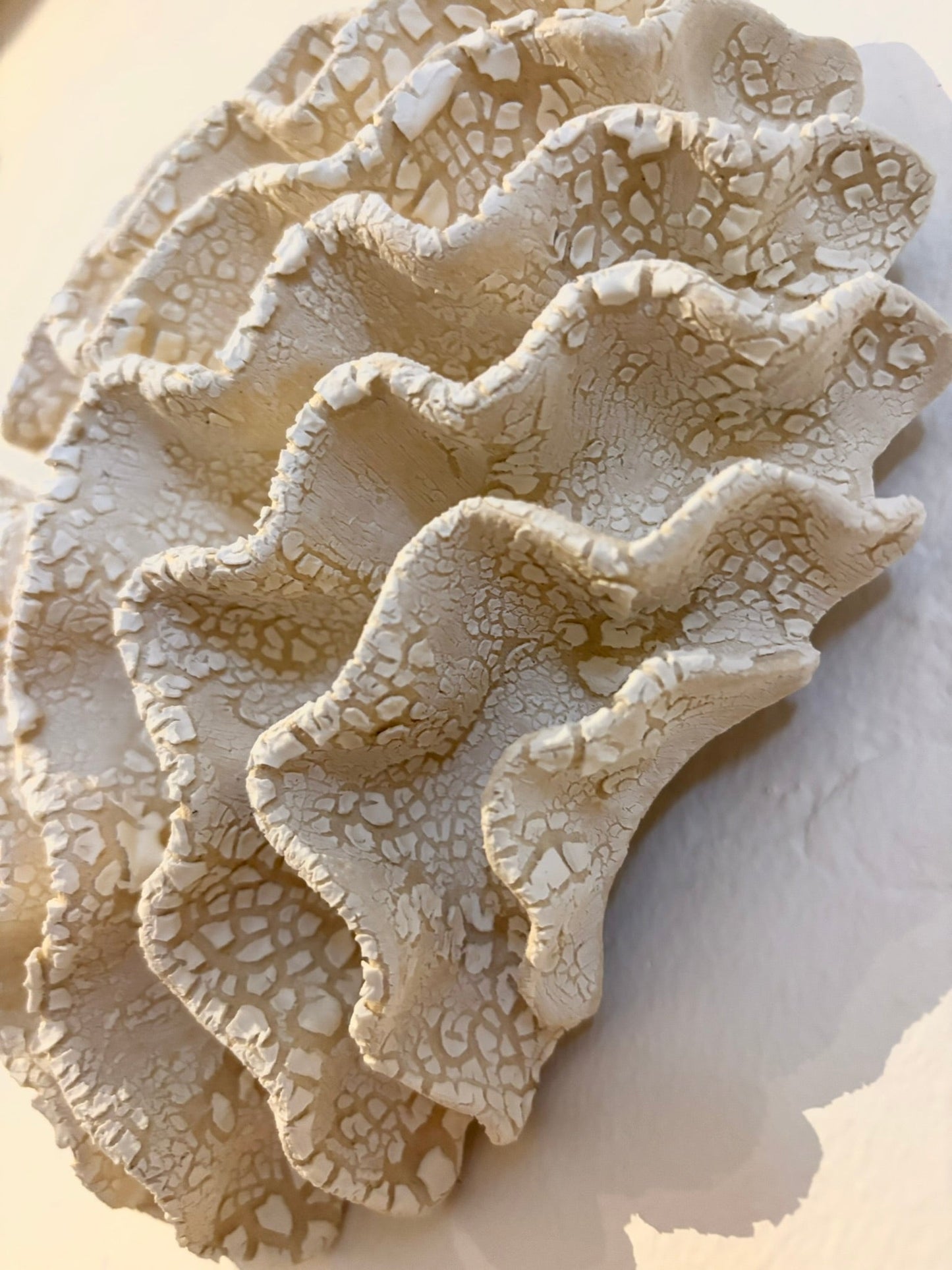 Wall coral no 04282