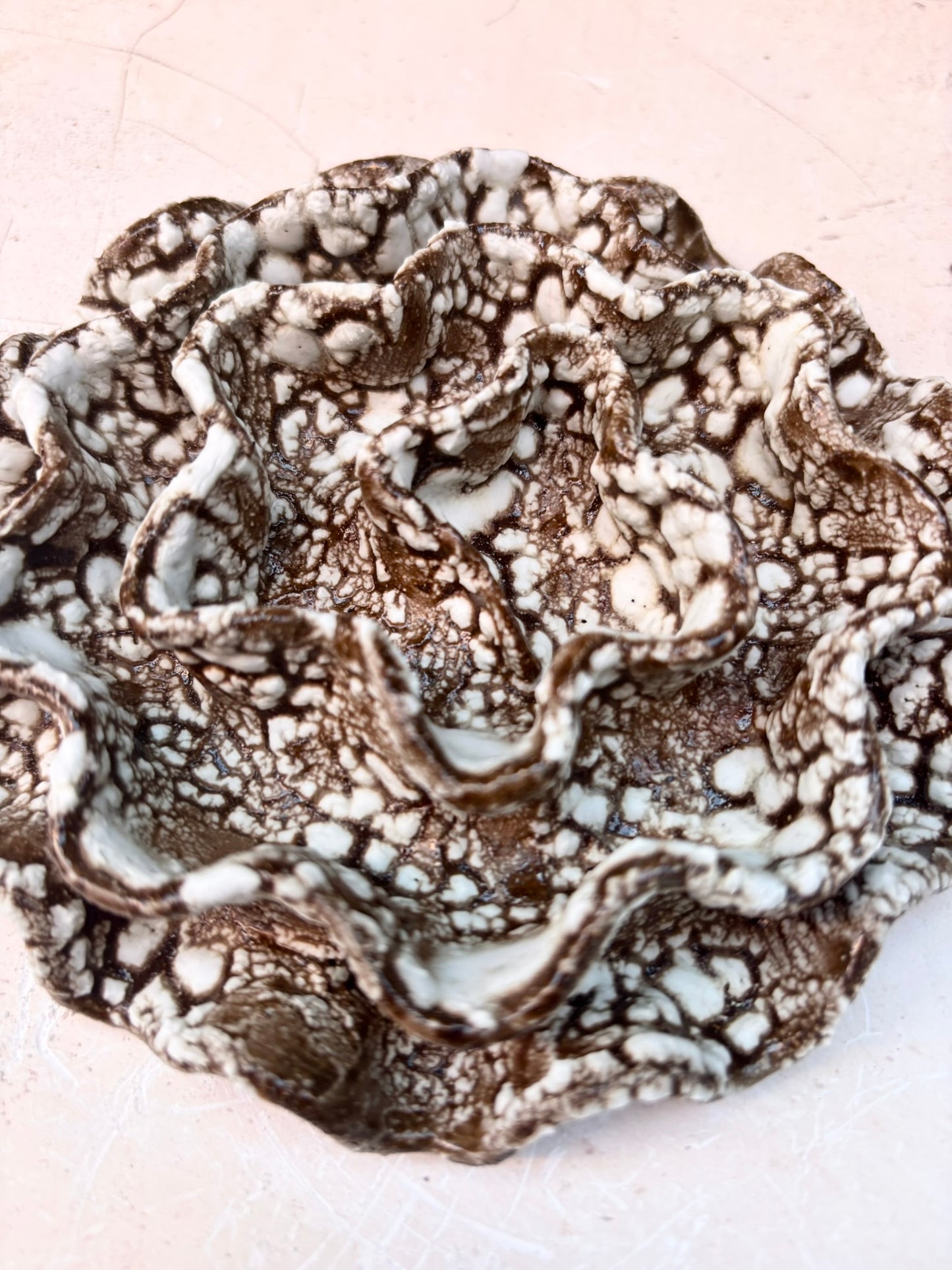 Wall coral no 04260