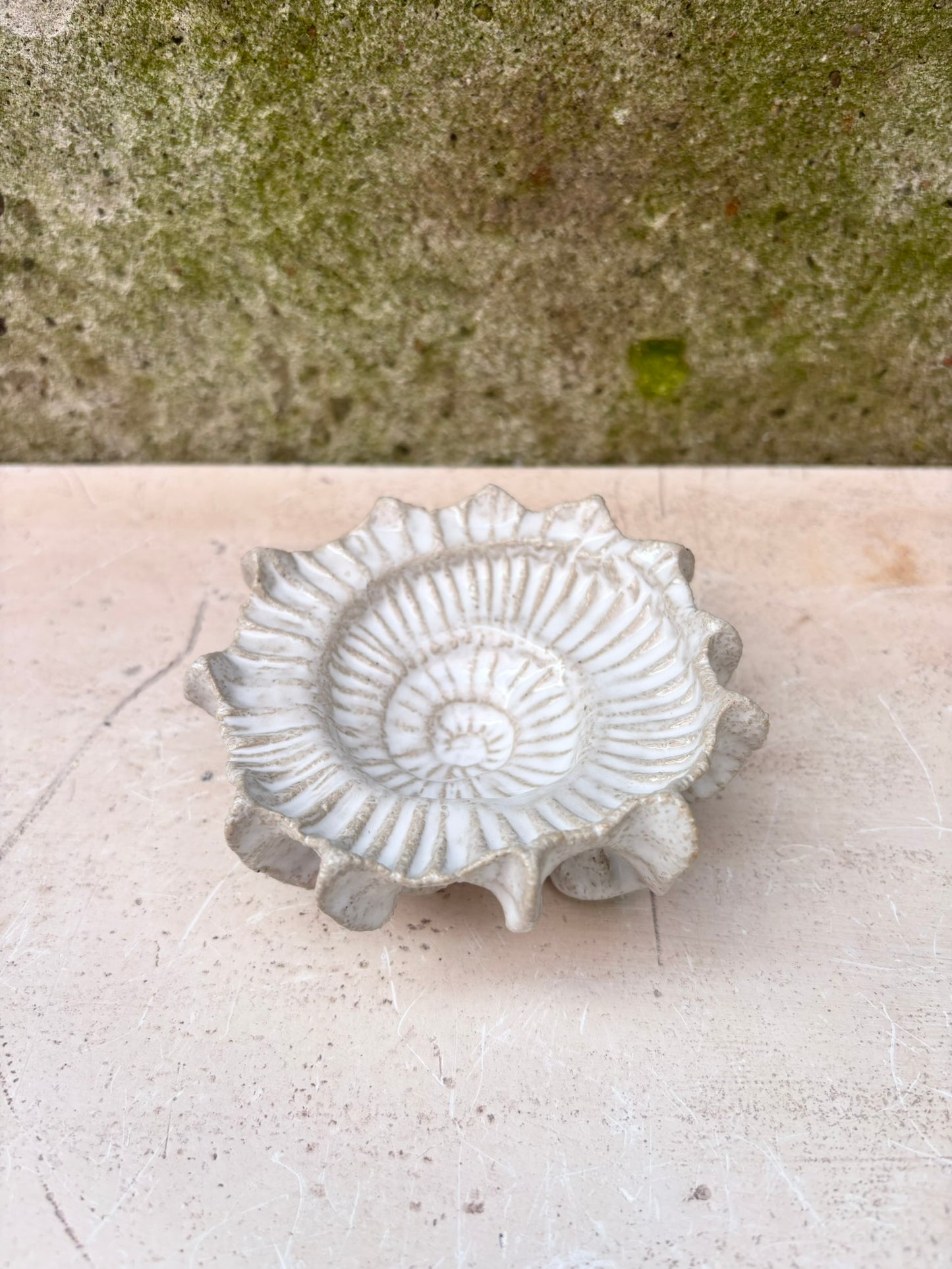 Ammonit nr. 0569