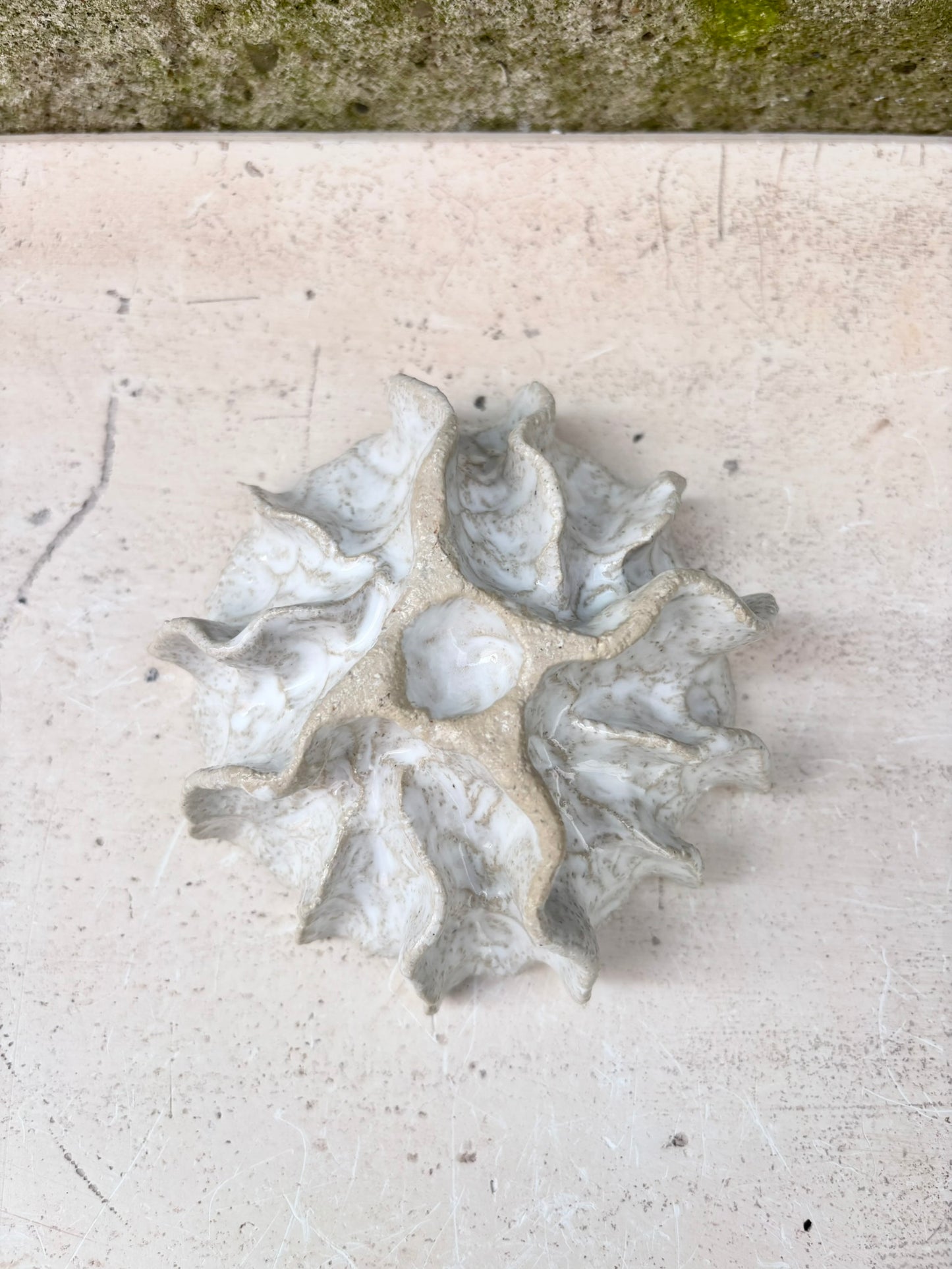 Ammonit nr. 0569