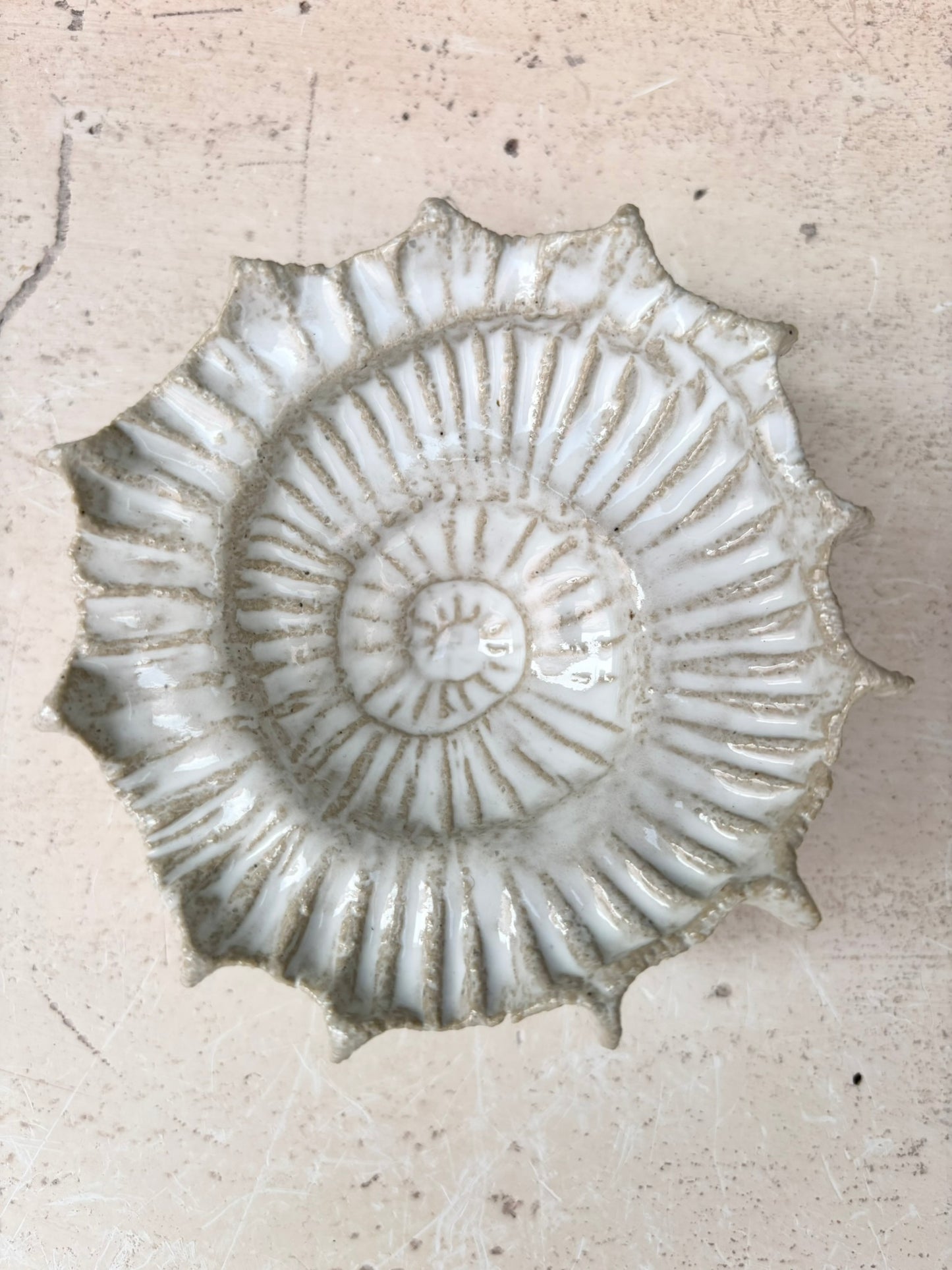 Ammonit nr. 0569