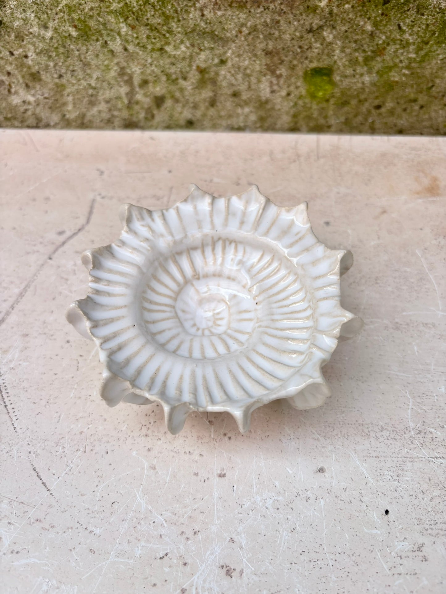 Ammonit nr. 0570