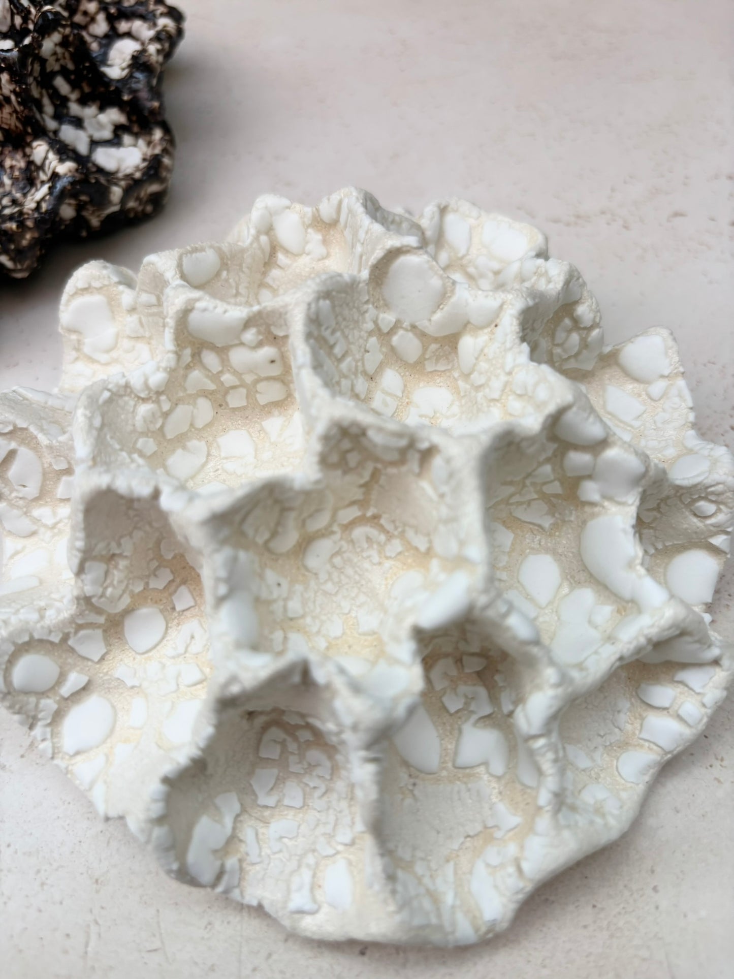 Wall coral no 04235