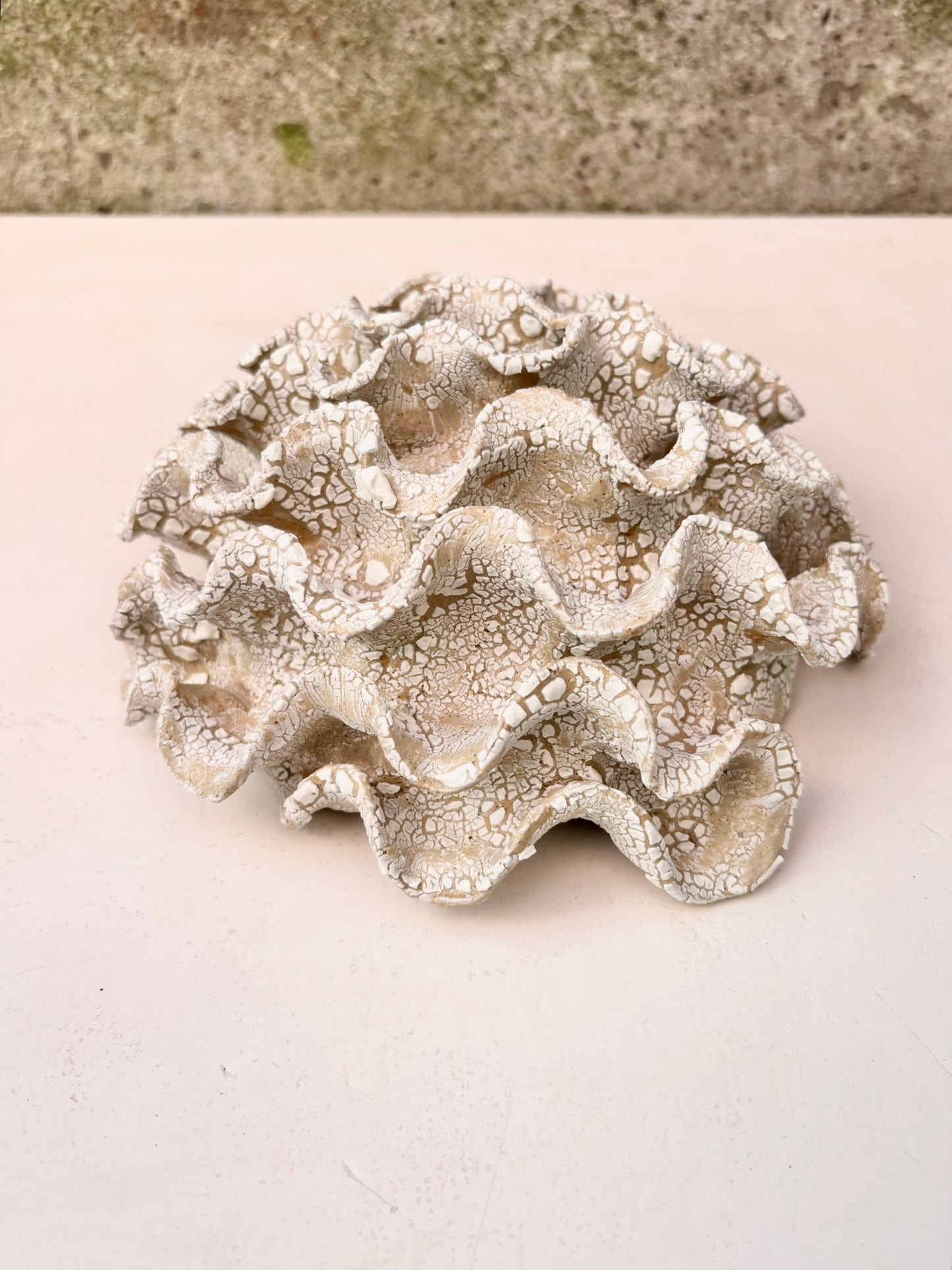 Wall coral no 04275
