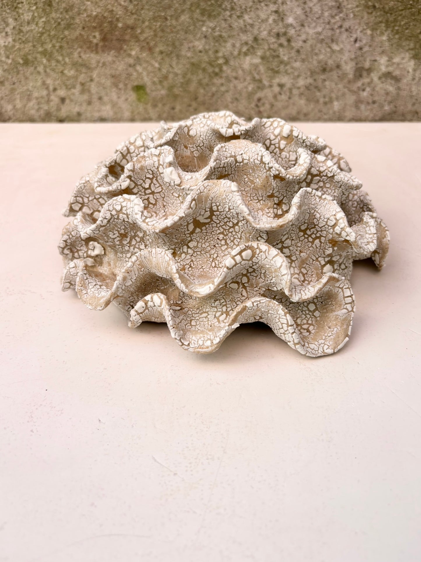 Wall coral no 04275