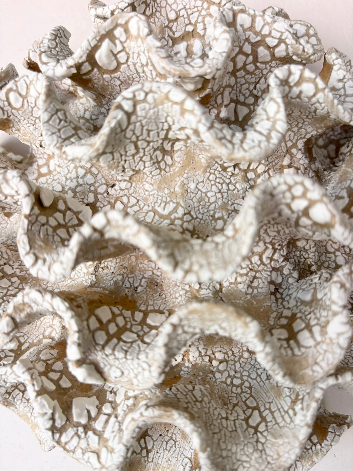Wall coral no 04275