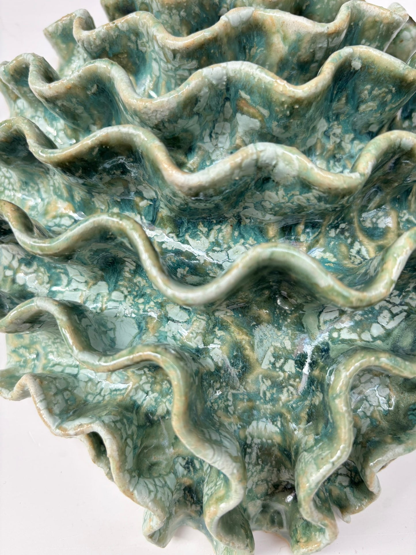 Wall coral no 04353