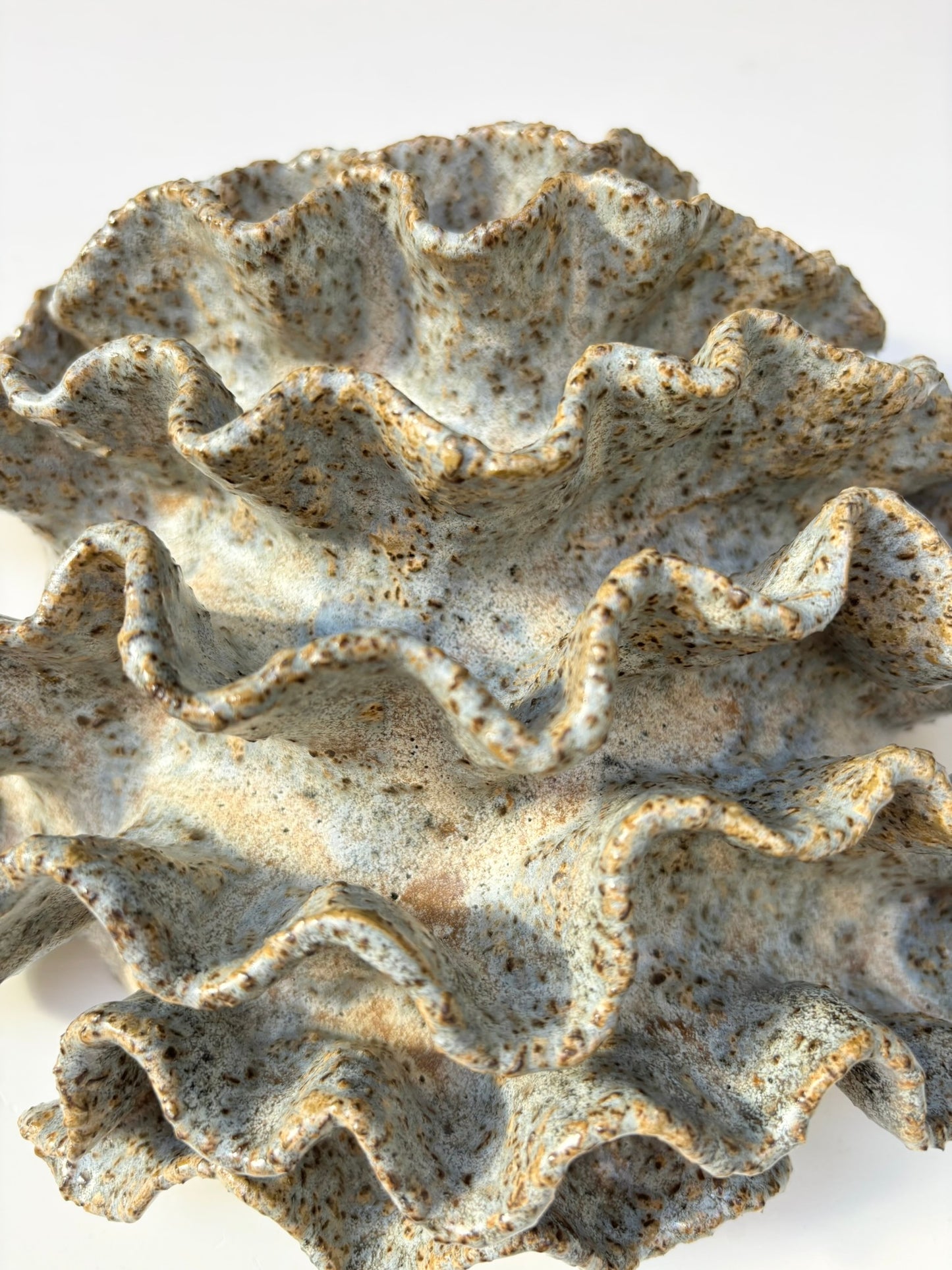 Wall coral no 04355