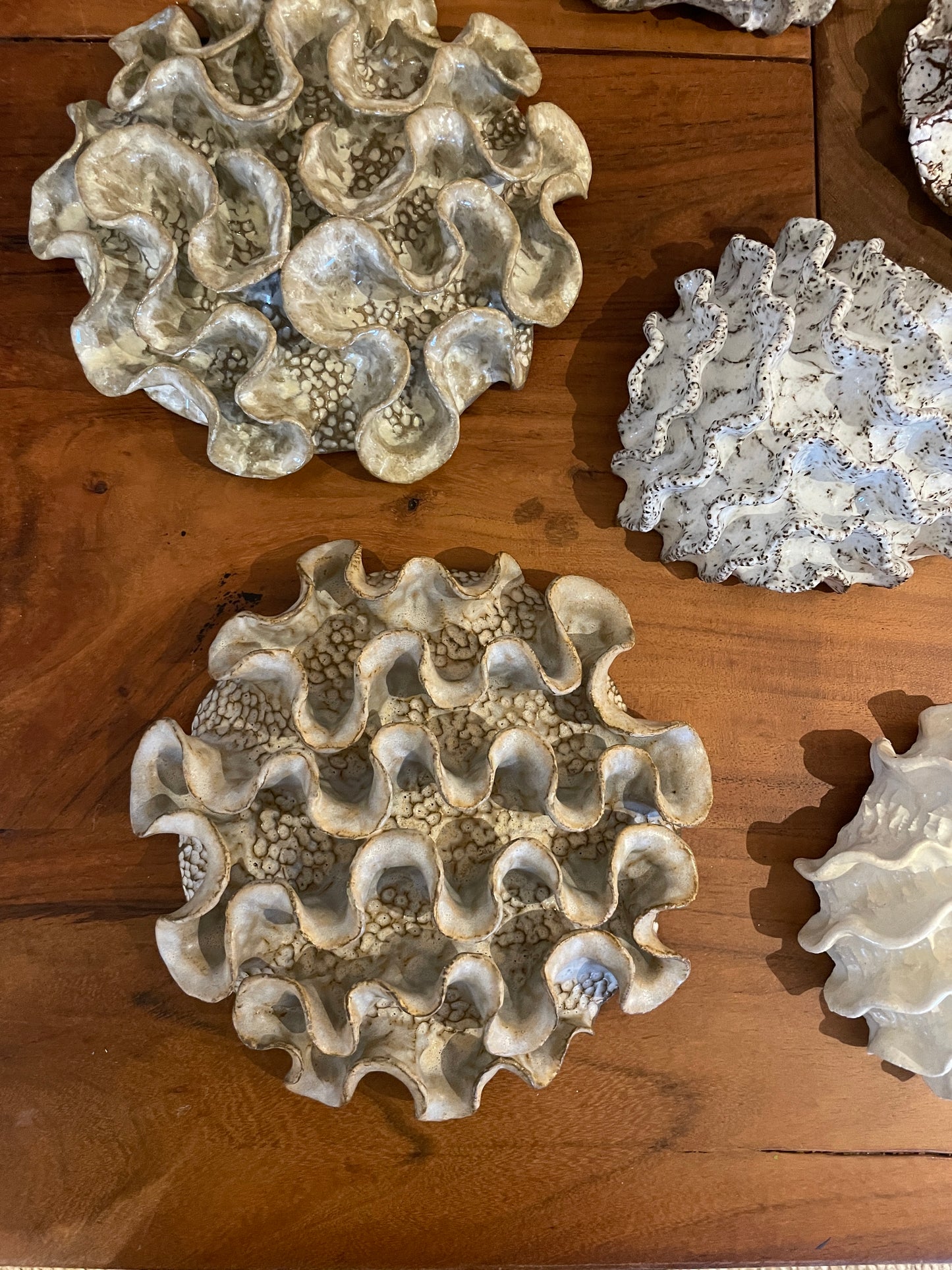 Wall coral 04365