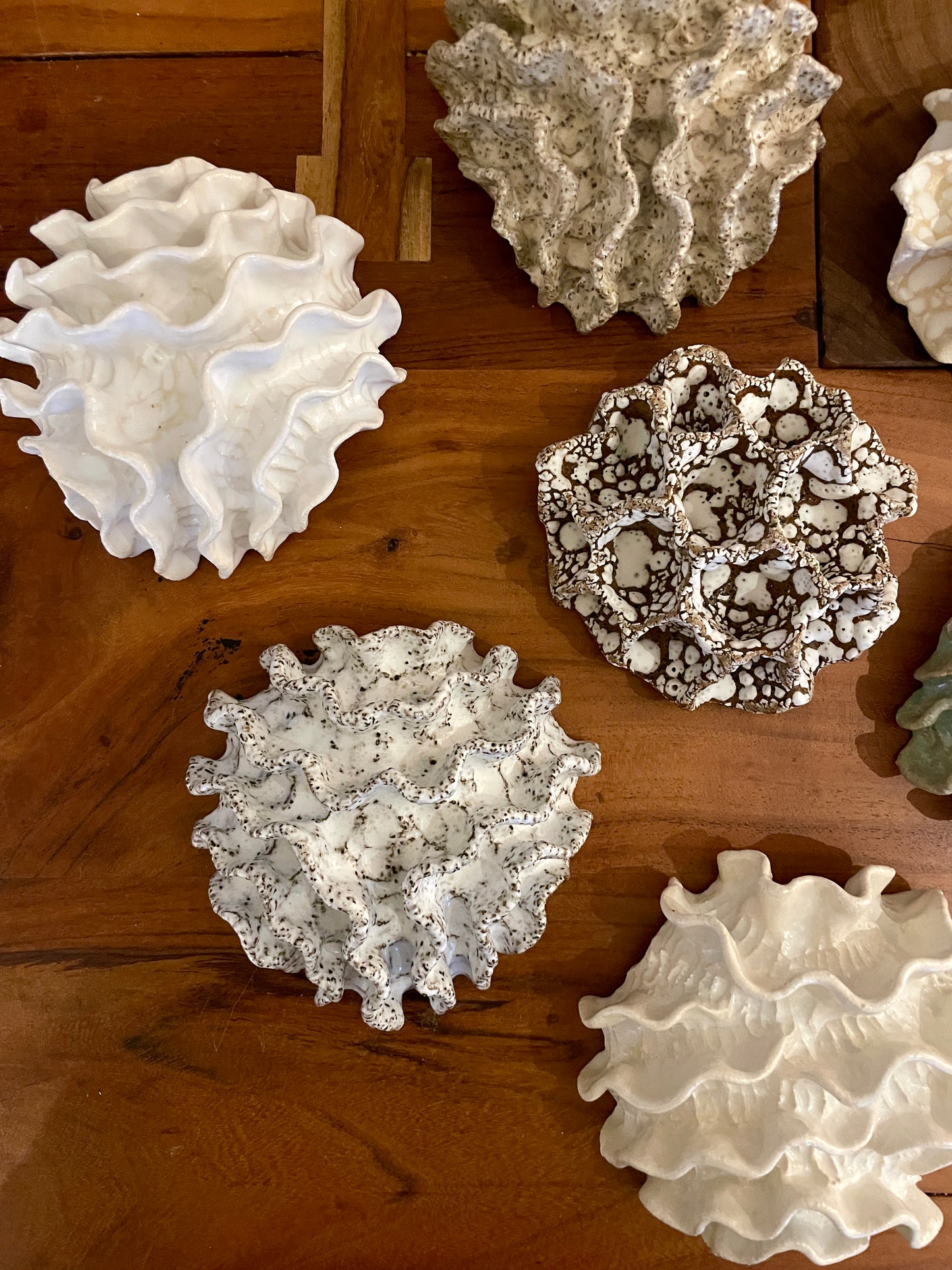 NEWS Wall coral 04374