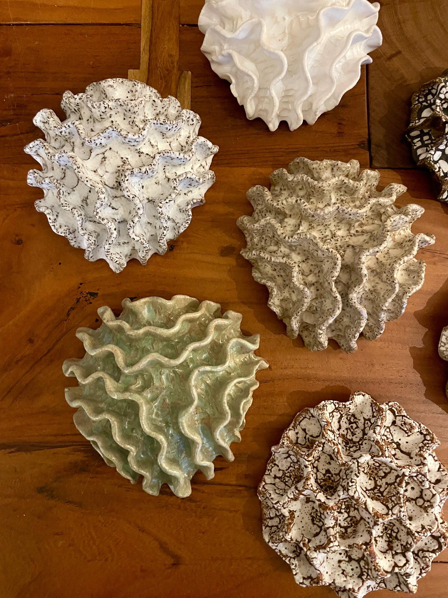 News Wall coral 04375
