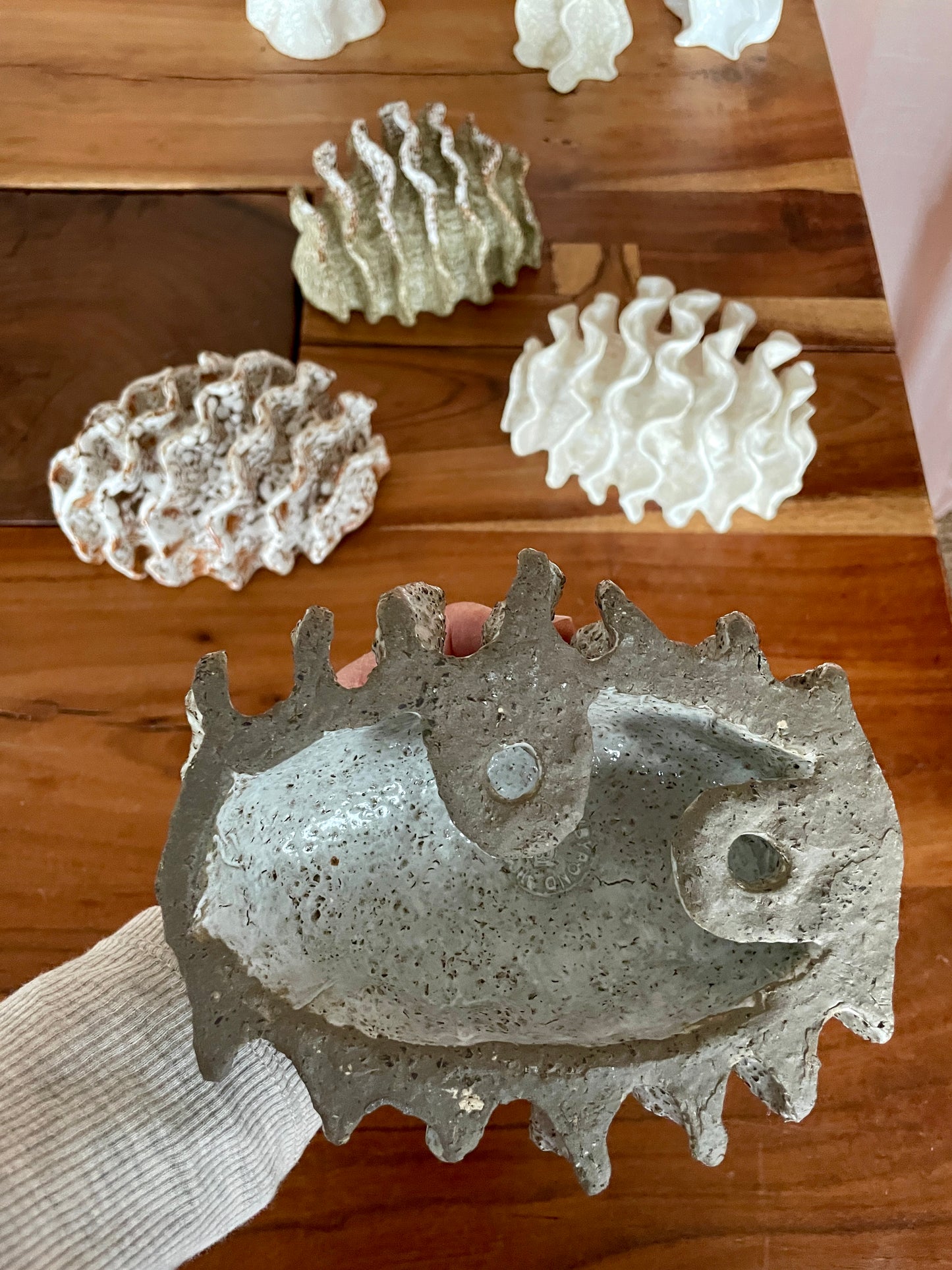 NEWS Wall coral 04378