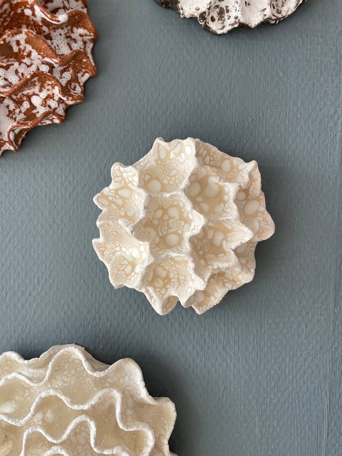 Wall coral 04392