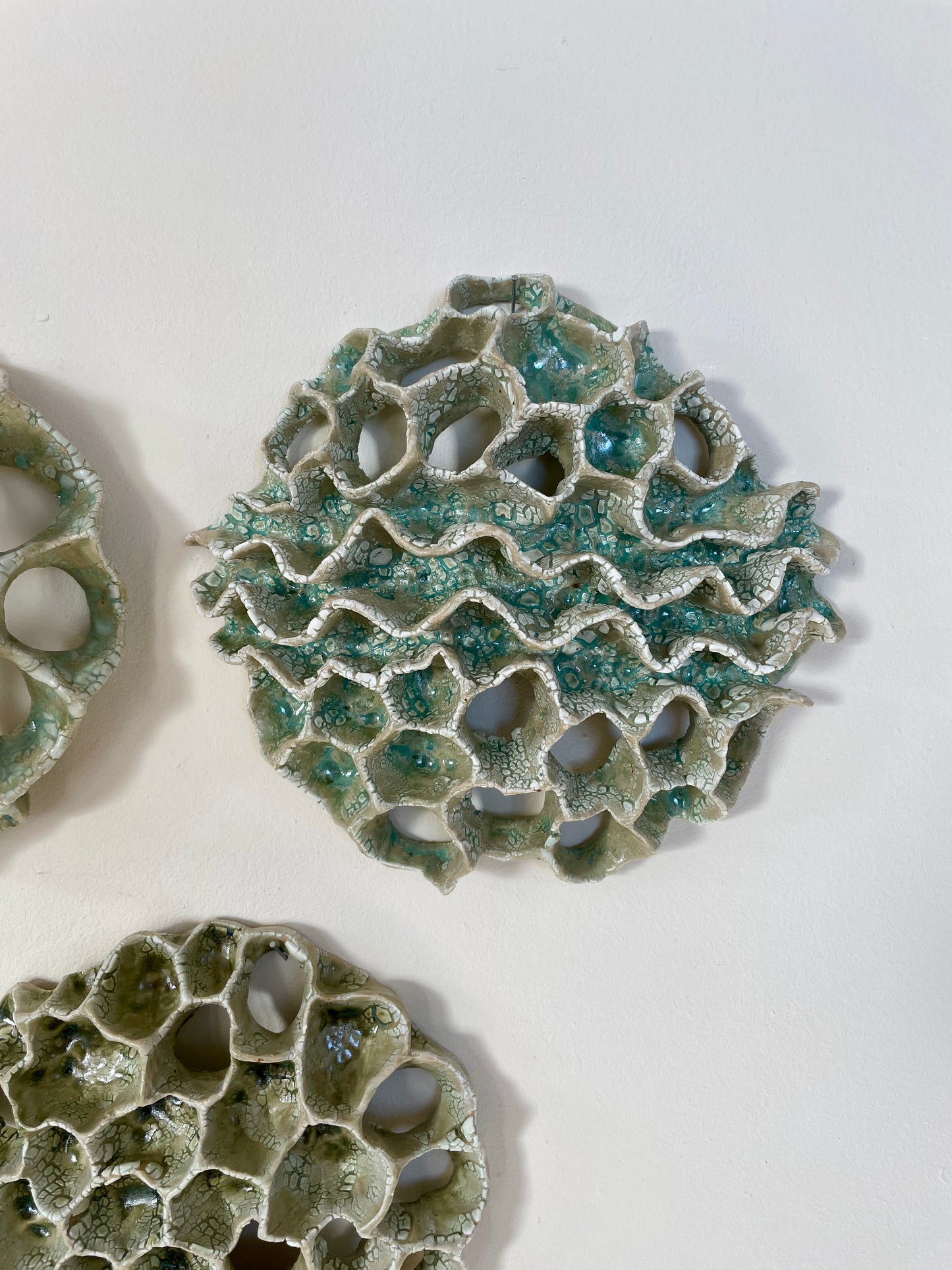 Wall coral 04409
