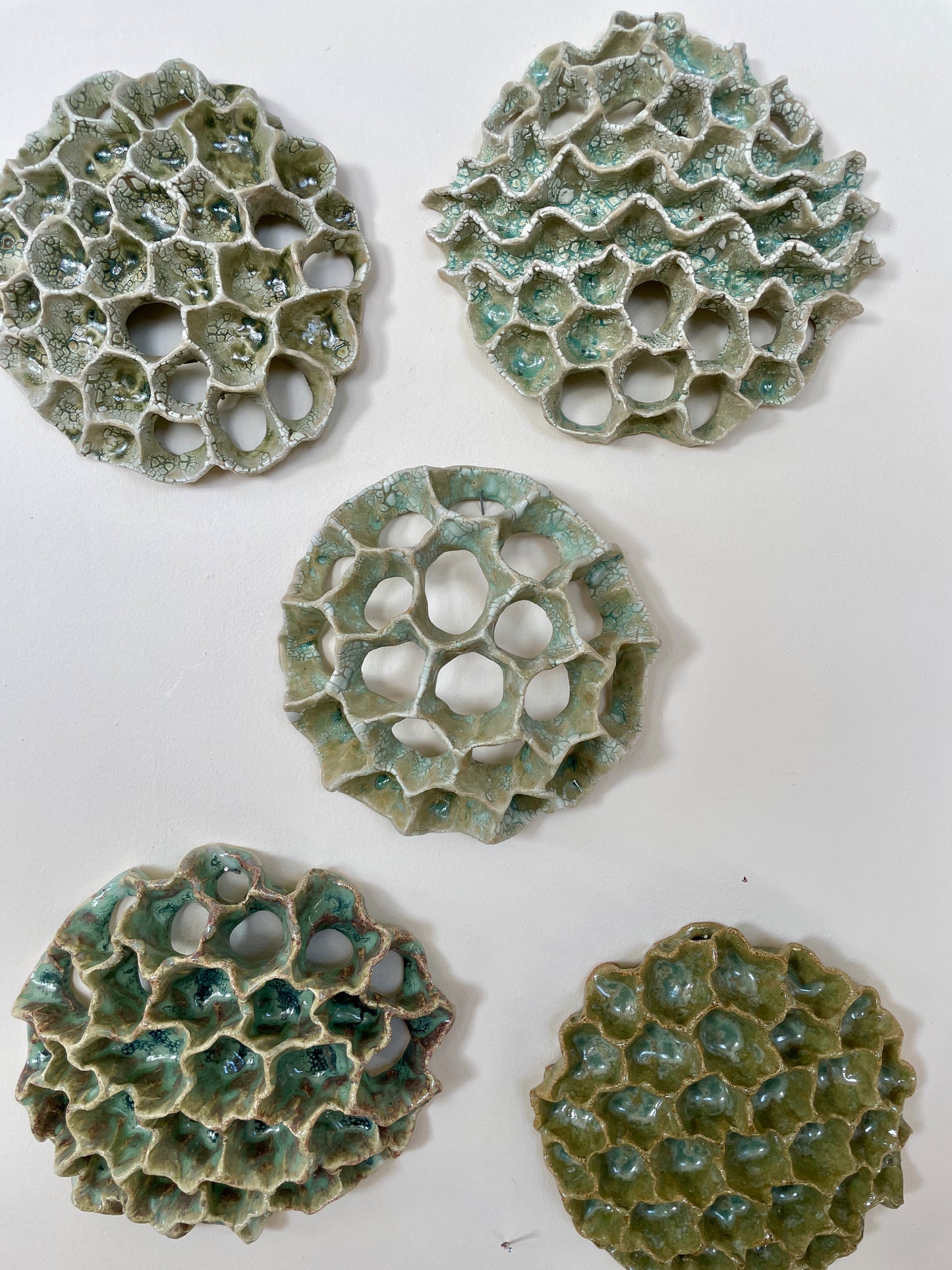 Wall coral 04410
