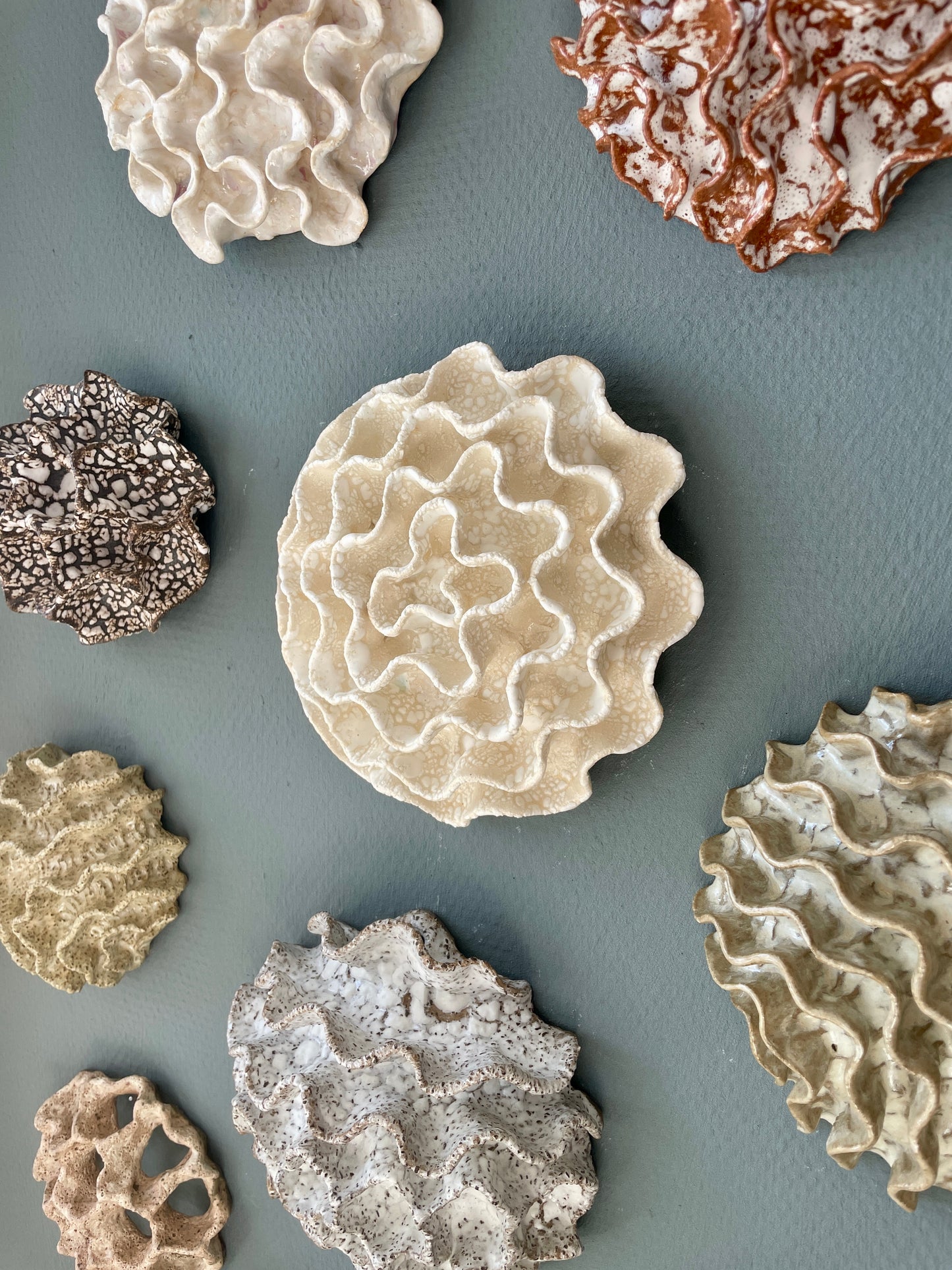 Wall coral 04386