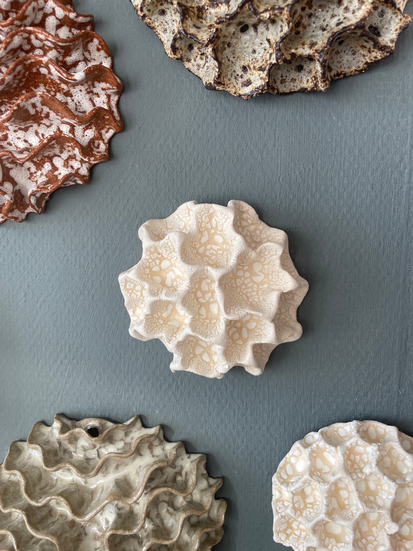 Wall coral 04393
