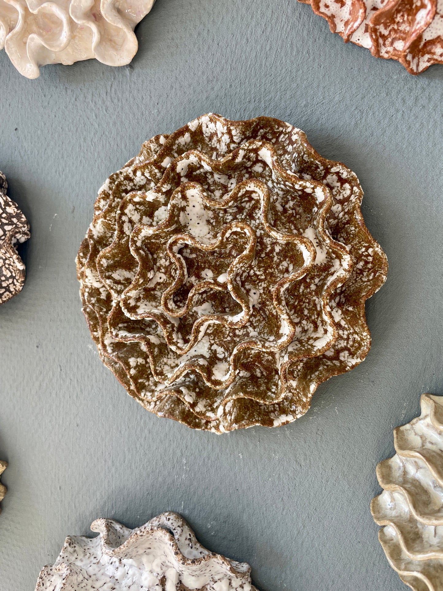 Wall coral 04415