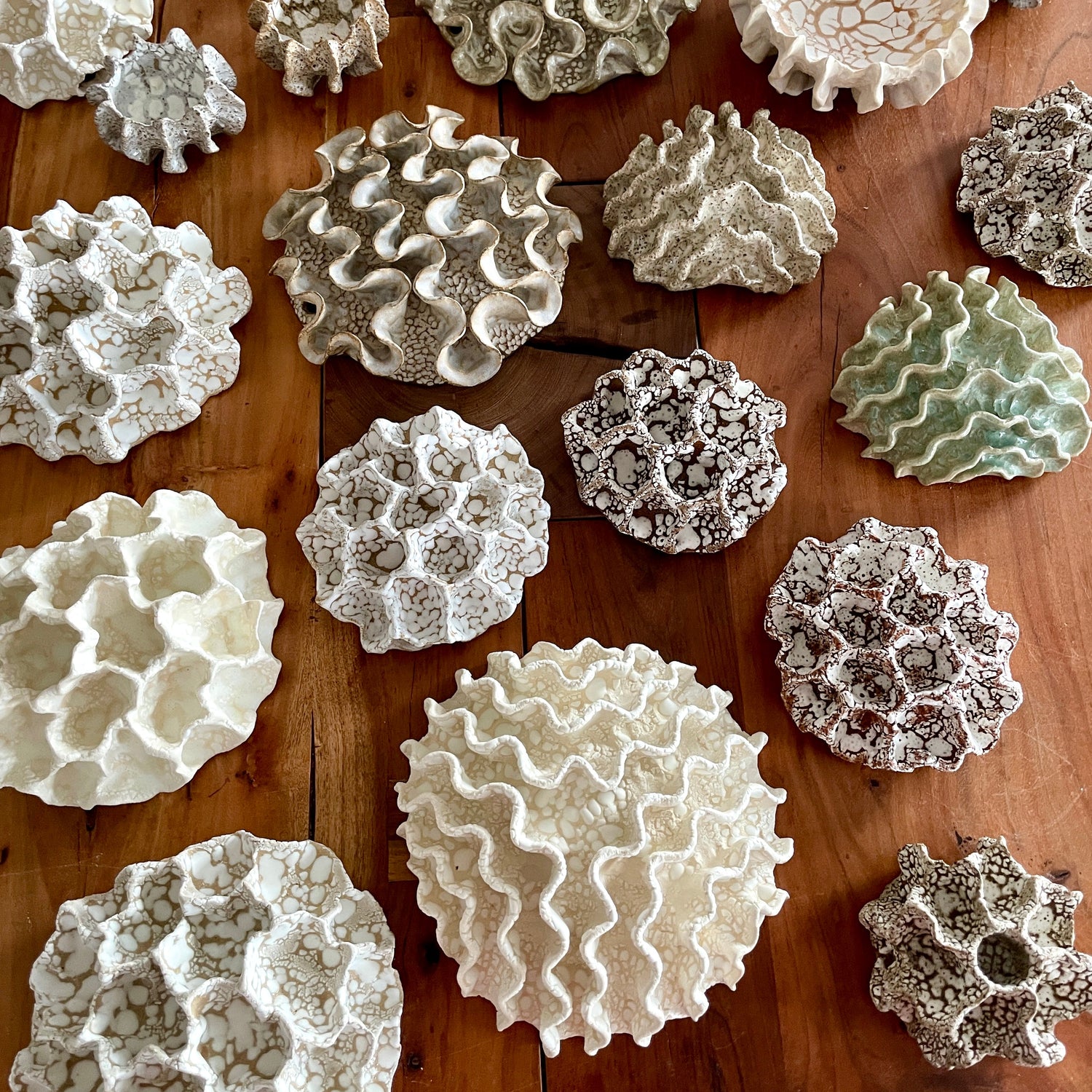 Wall Corals
