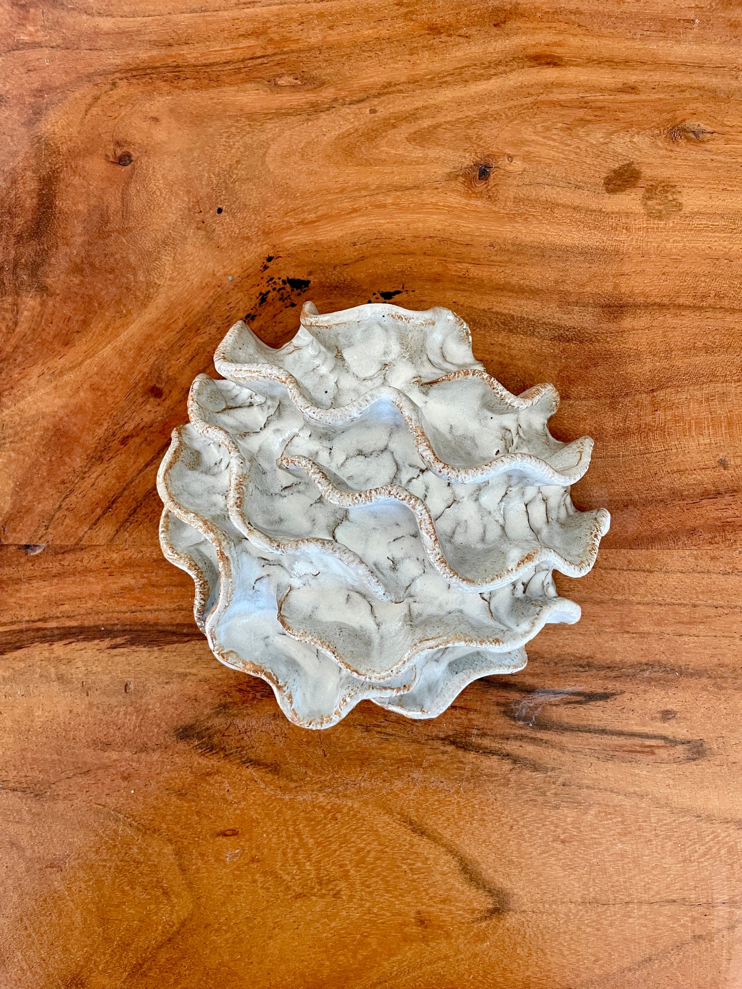 Wall coral 04449