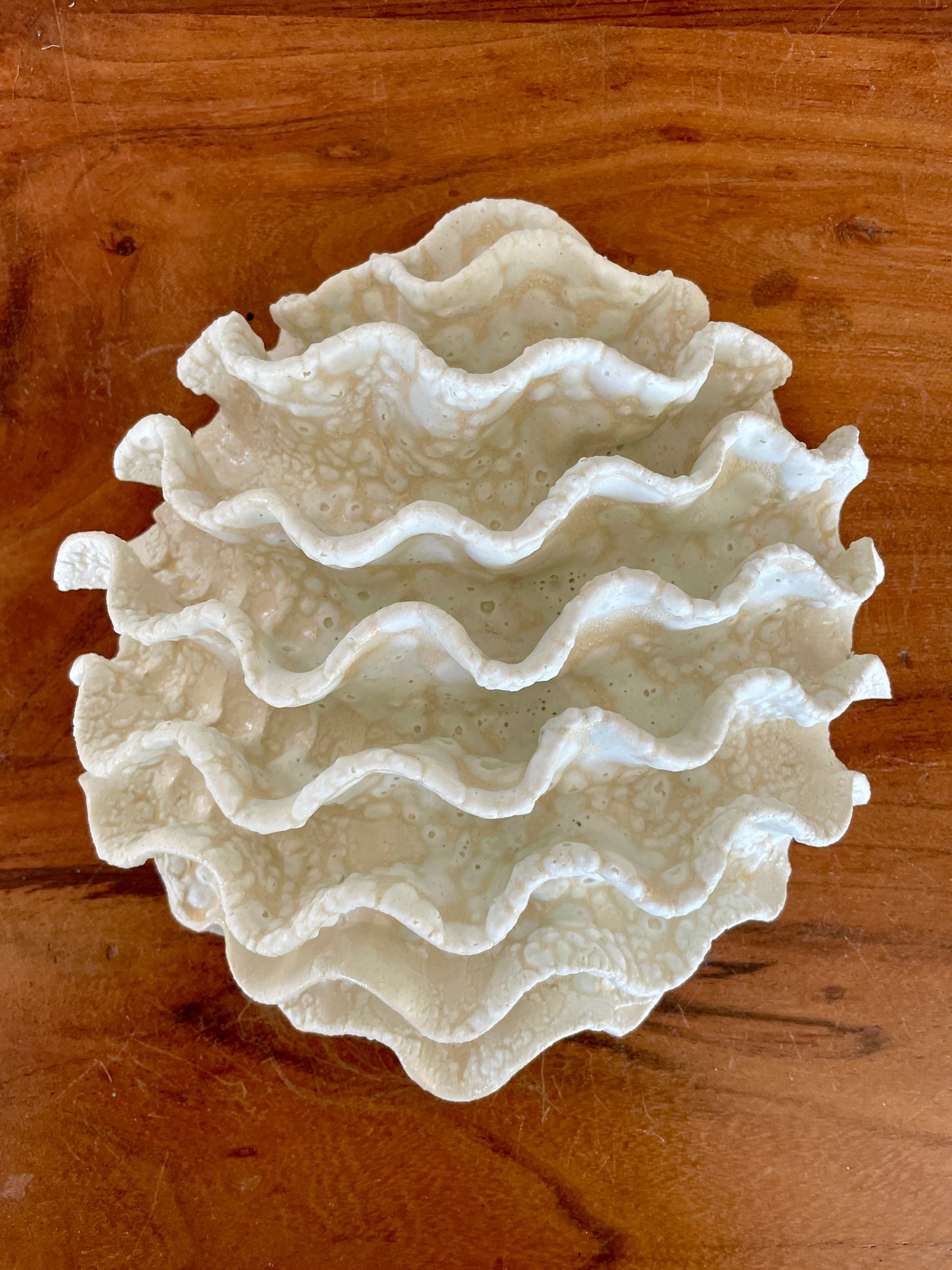 Wall coral 04465