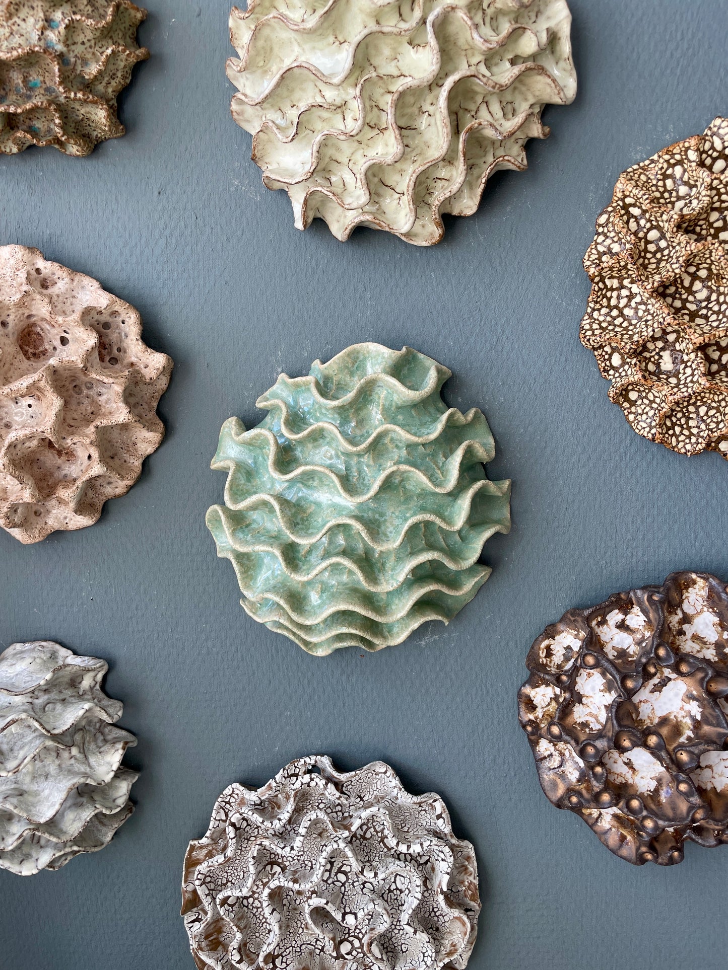 Wall coral 04477