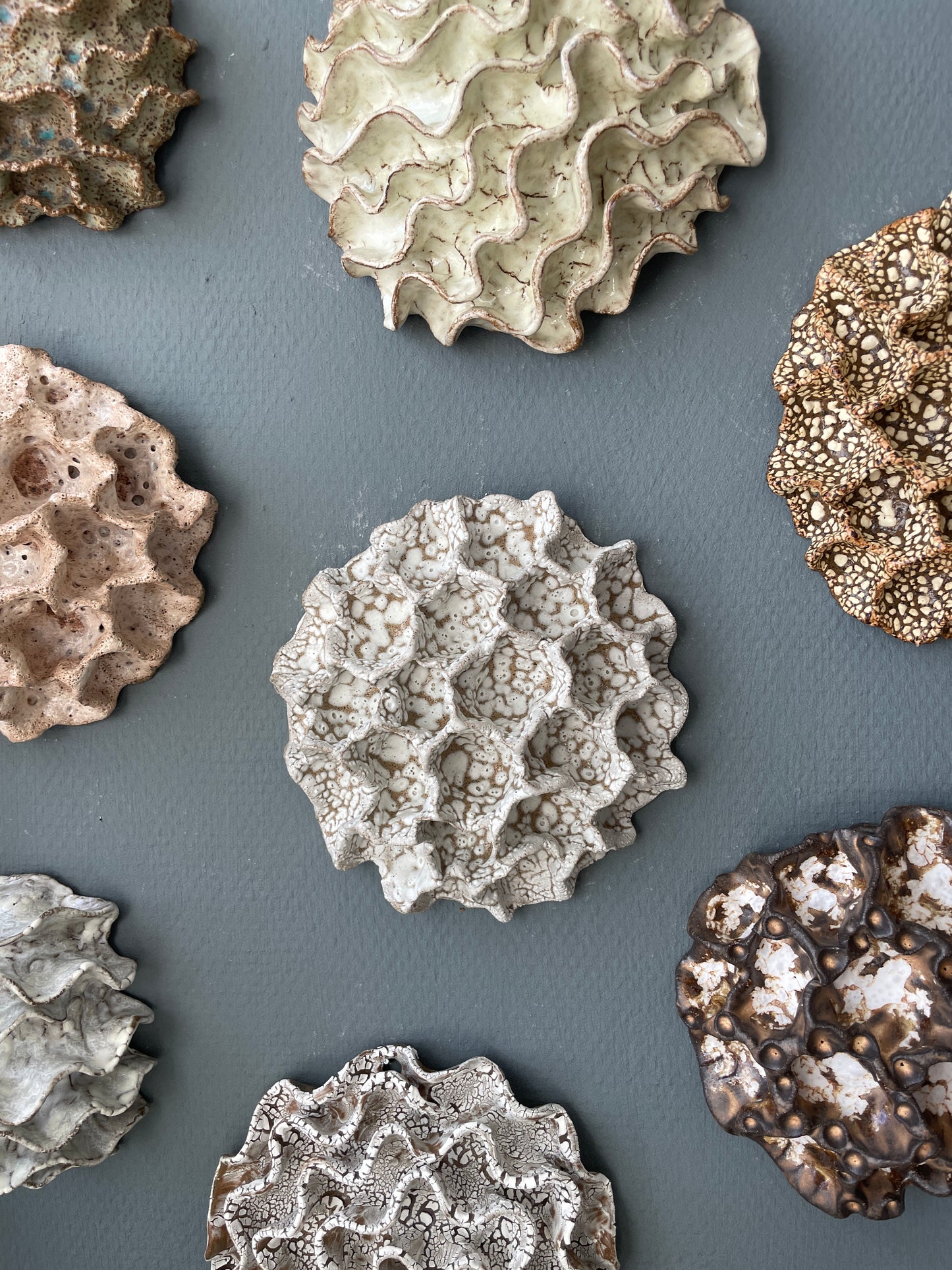 Wall coral 04476
