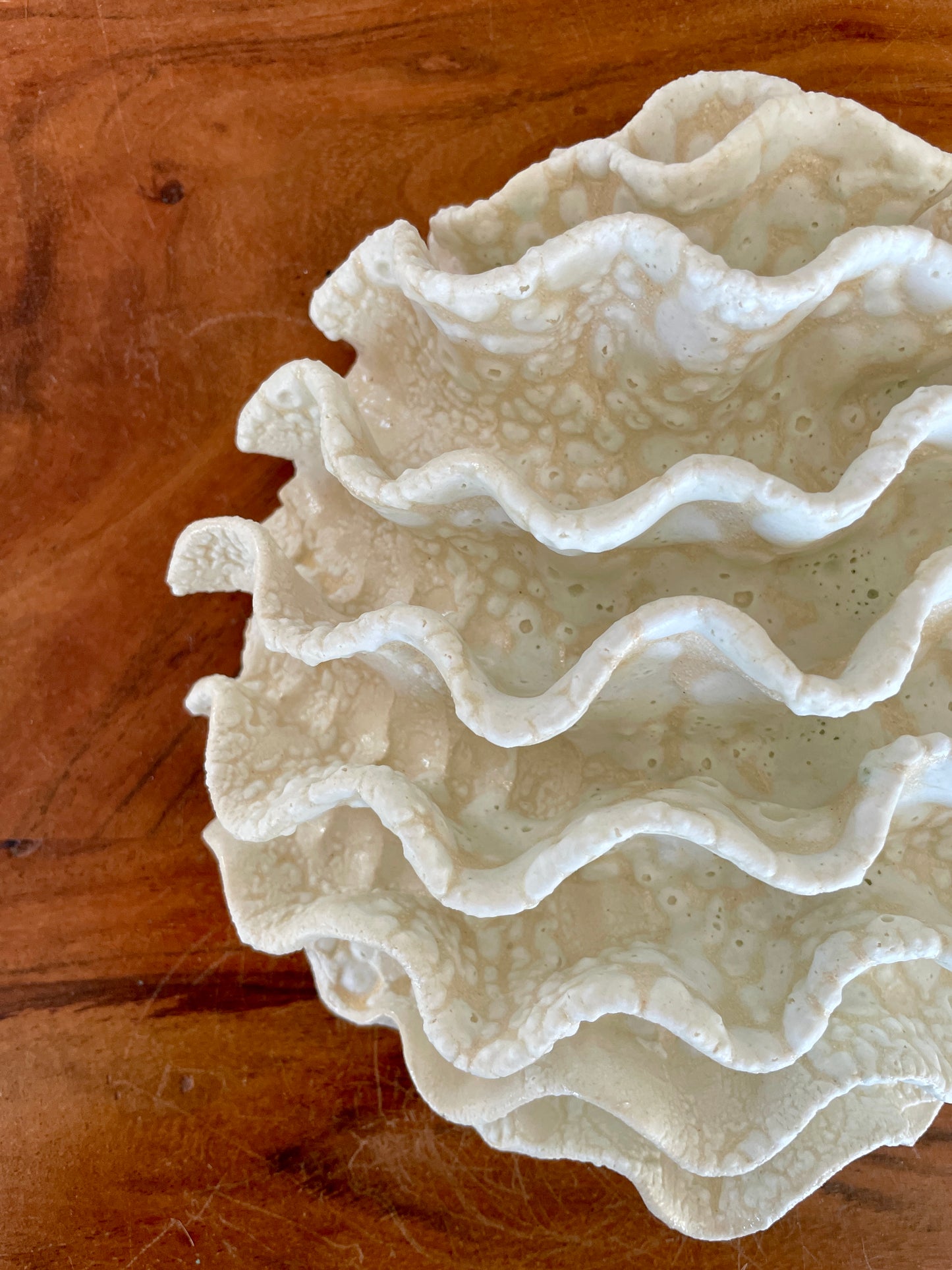 Wall coral 04465