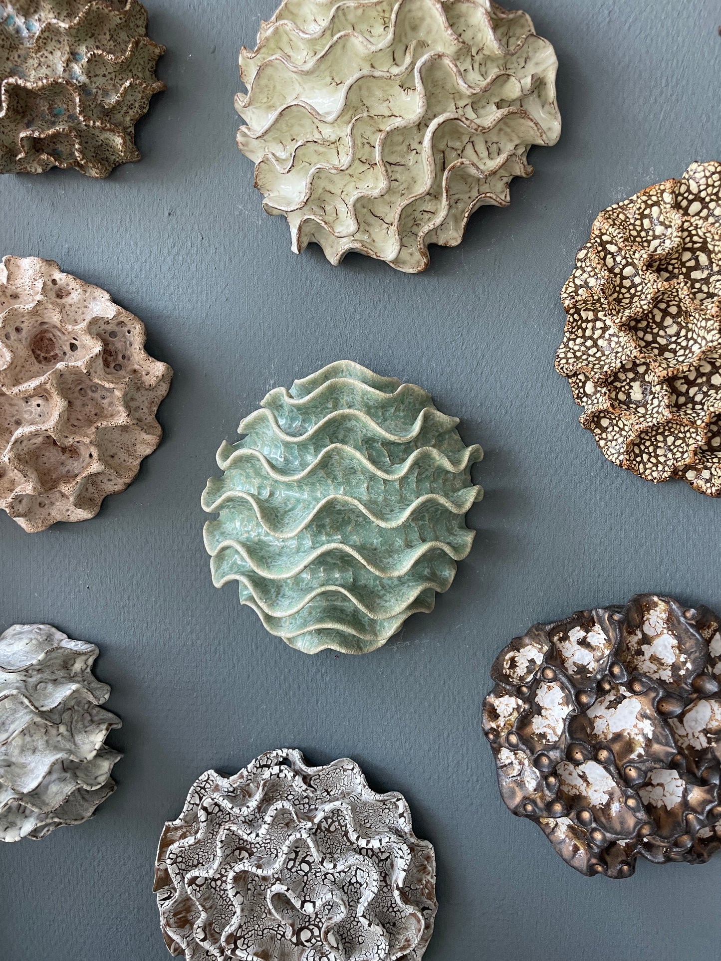 Wall coral 04478