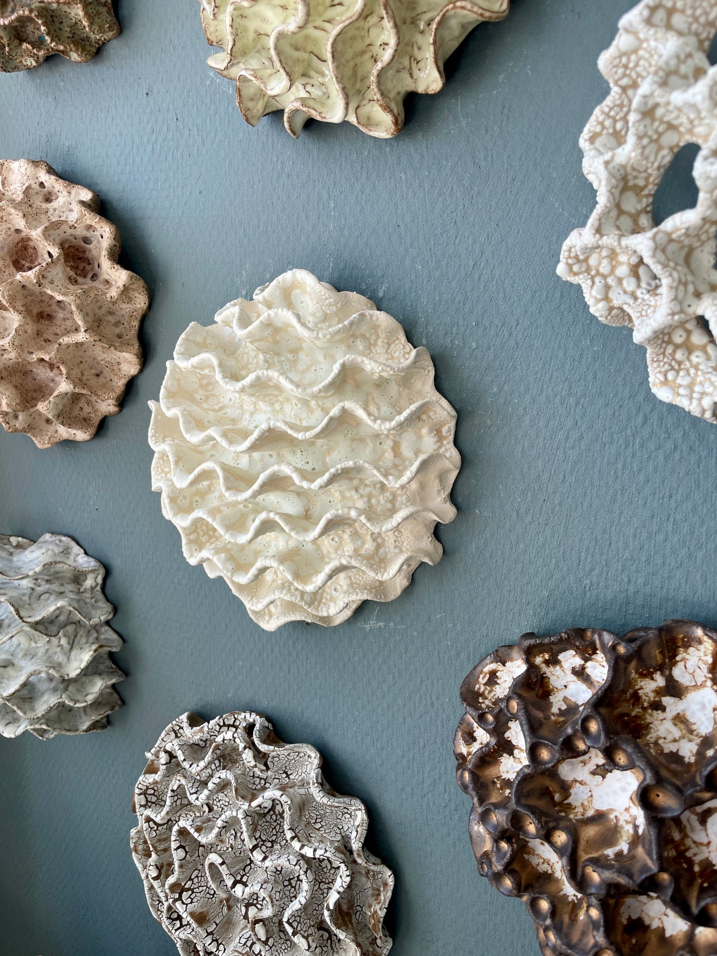 Wall coral 04465