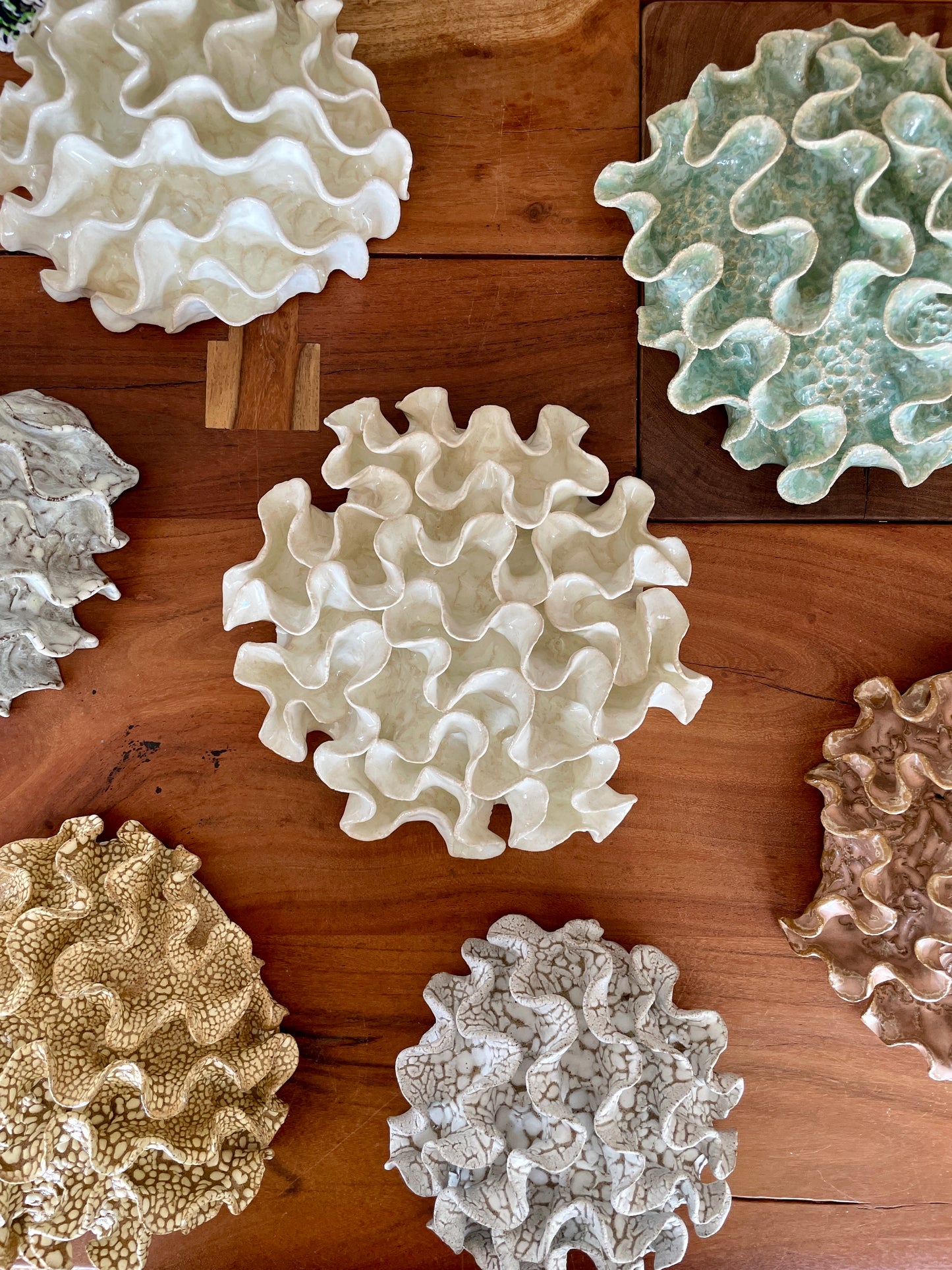 Wall coral 04451