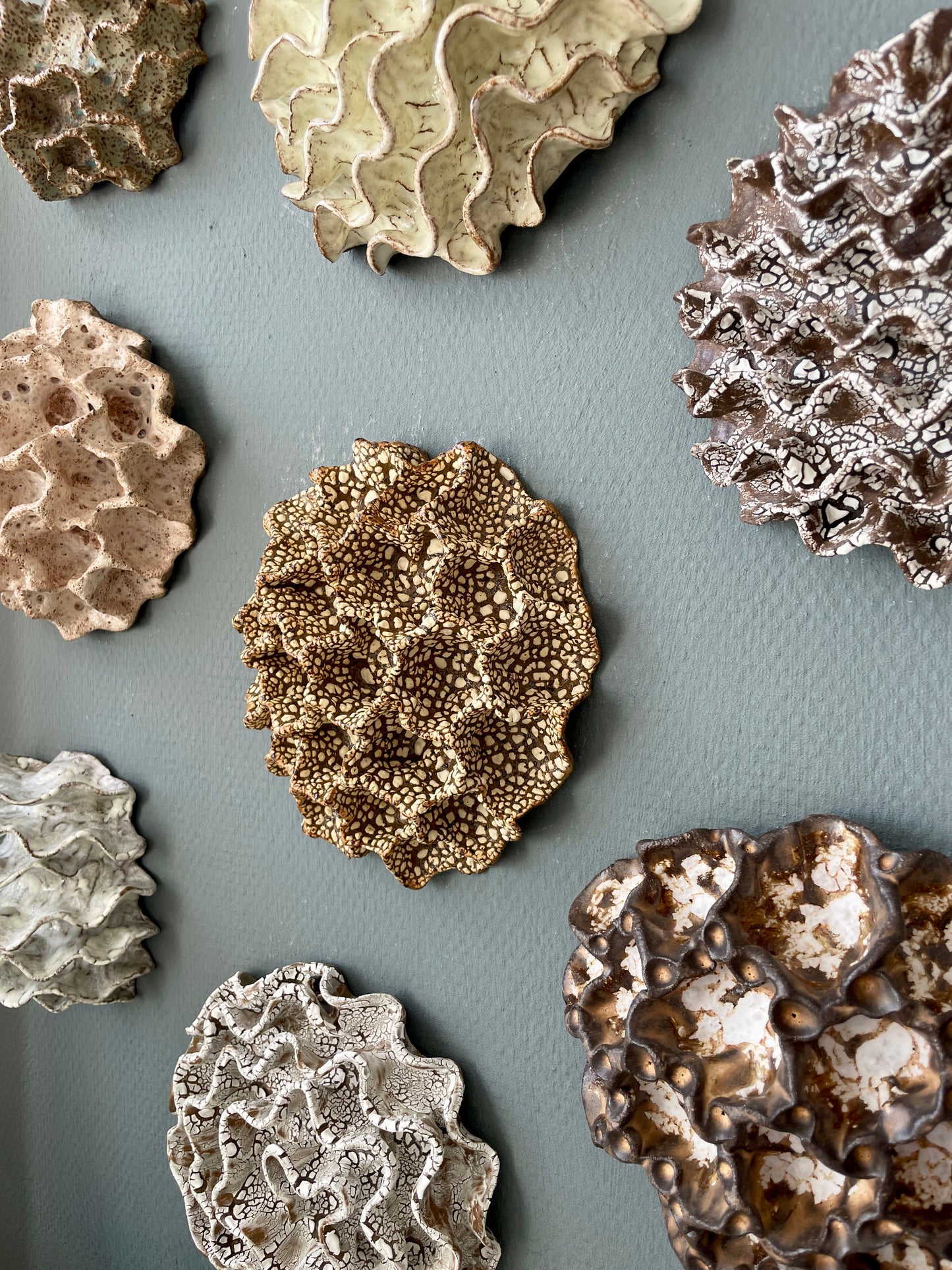Wall coral 04489