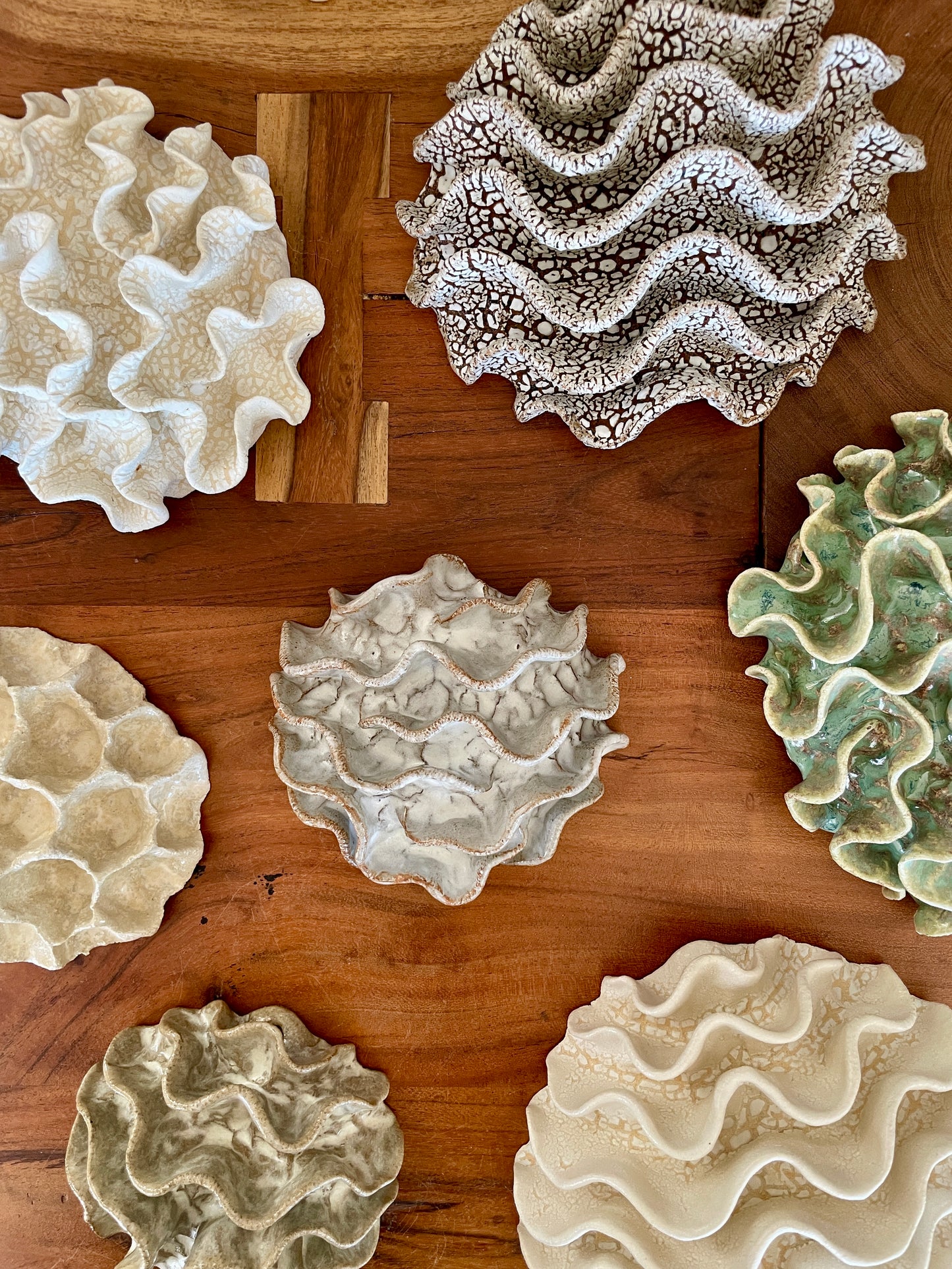 Wall coral 04449